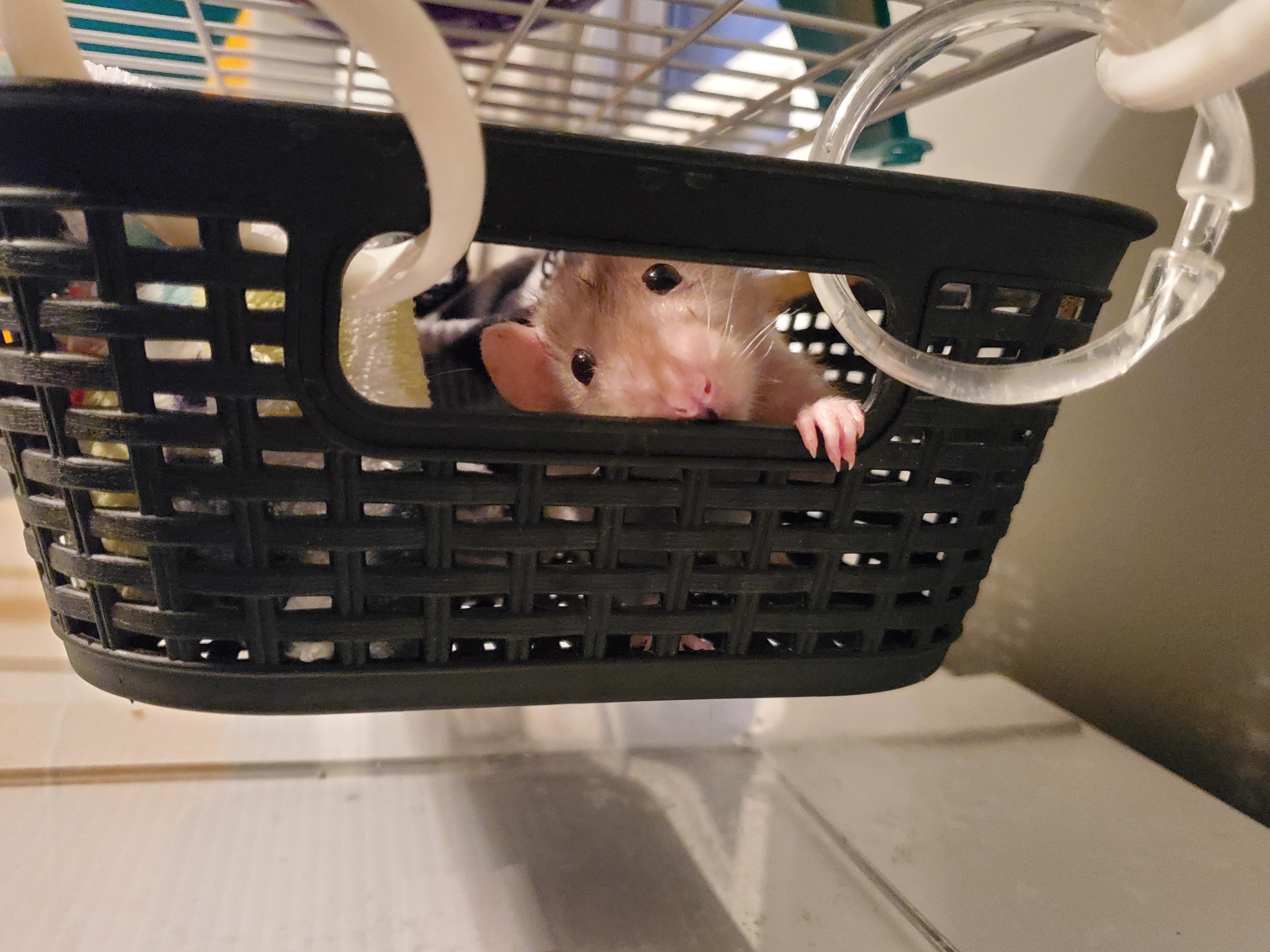 Head tilt just means Sonnyy has more angles to work r/RATS