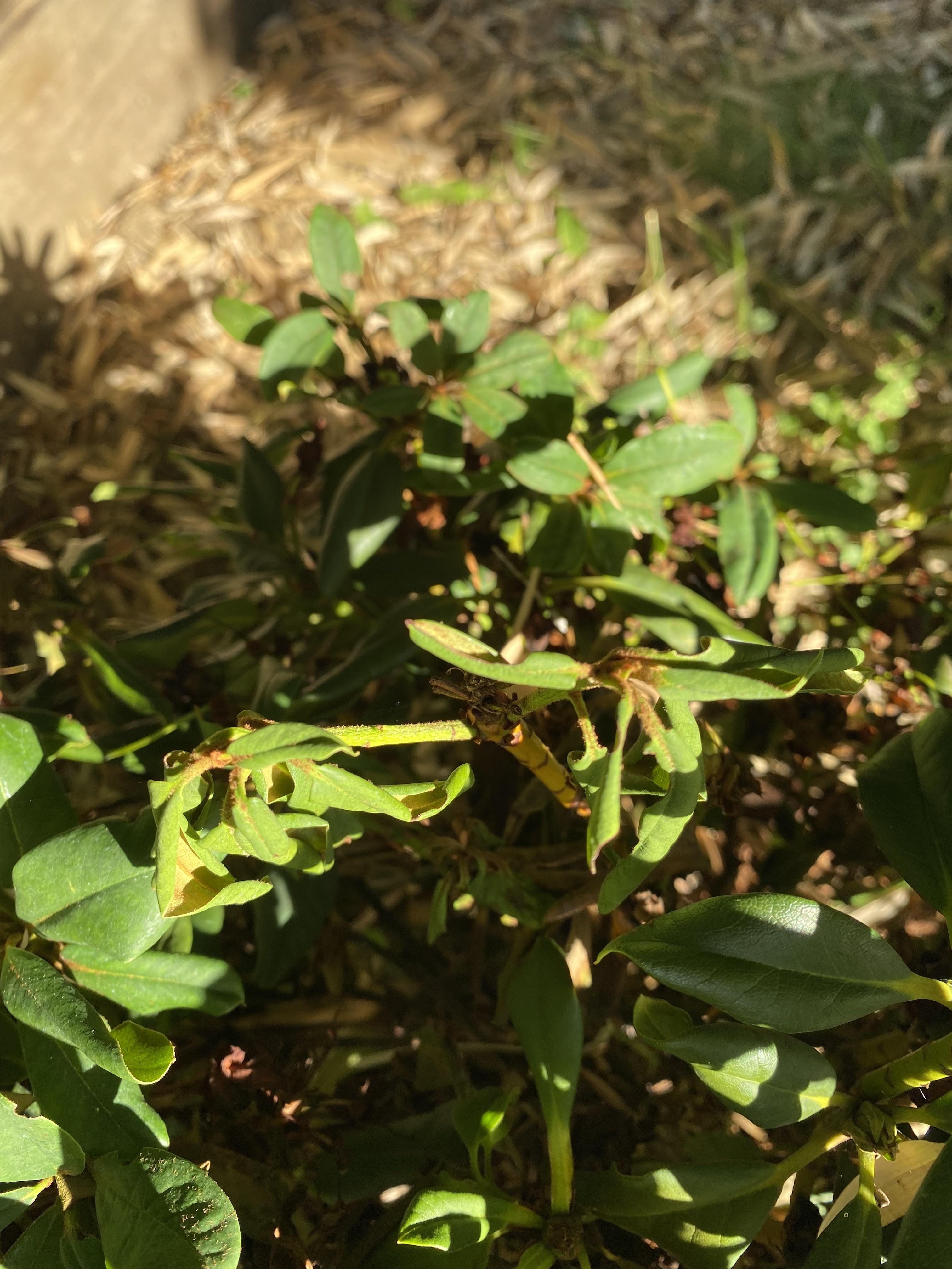 In an otherwise healthy looking plant, these two top branches are