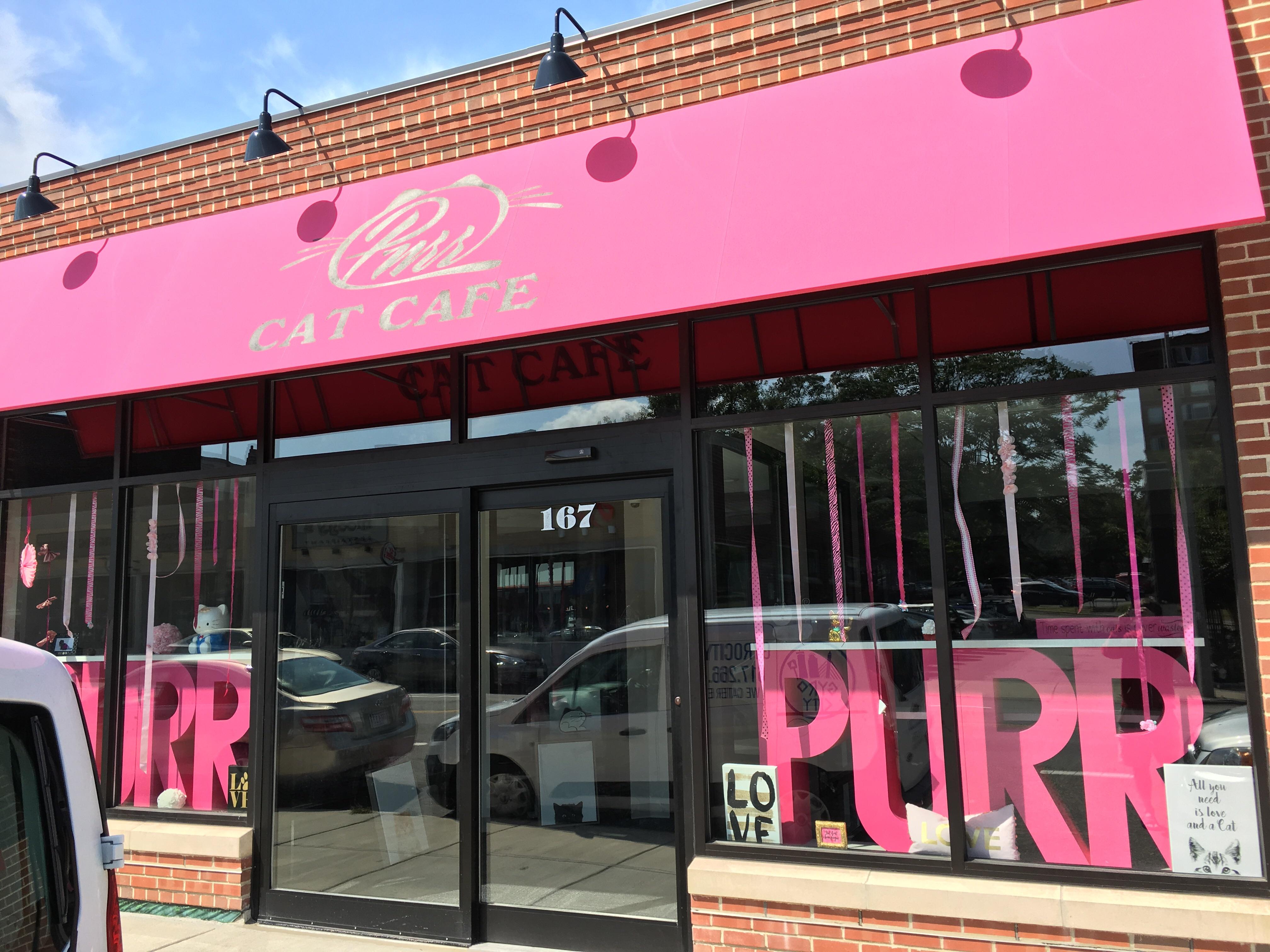 PURR Cat Cafe in Brighton is shaping up r/boston