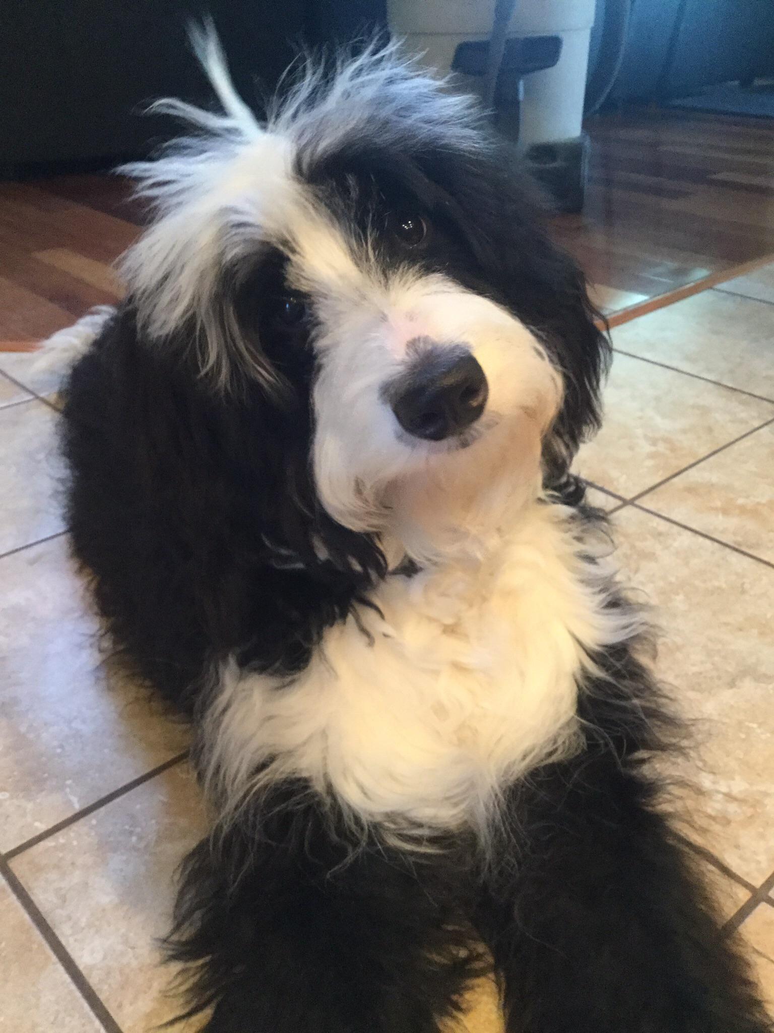 This is my doggo, I use her as eye bleach and wanted to share it with