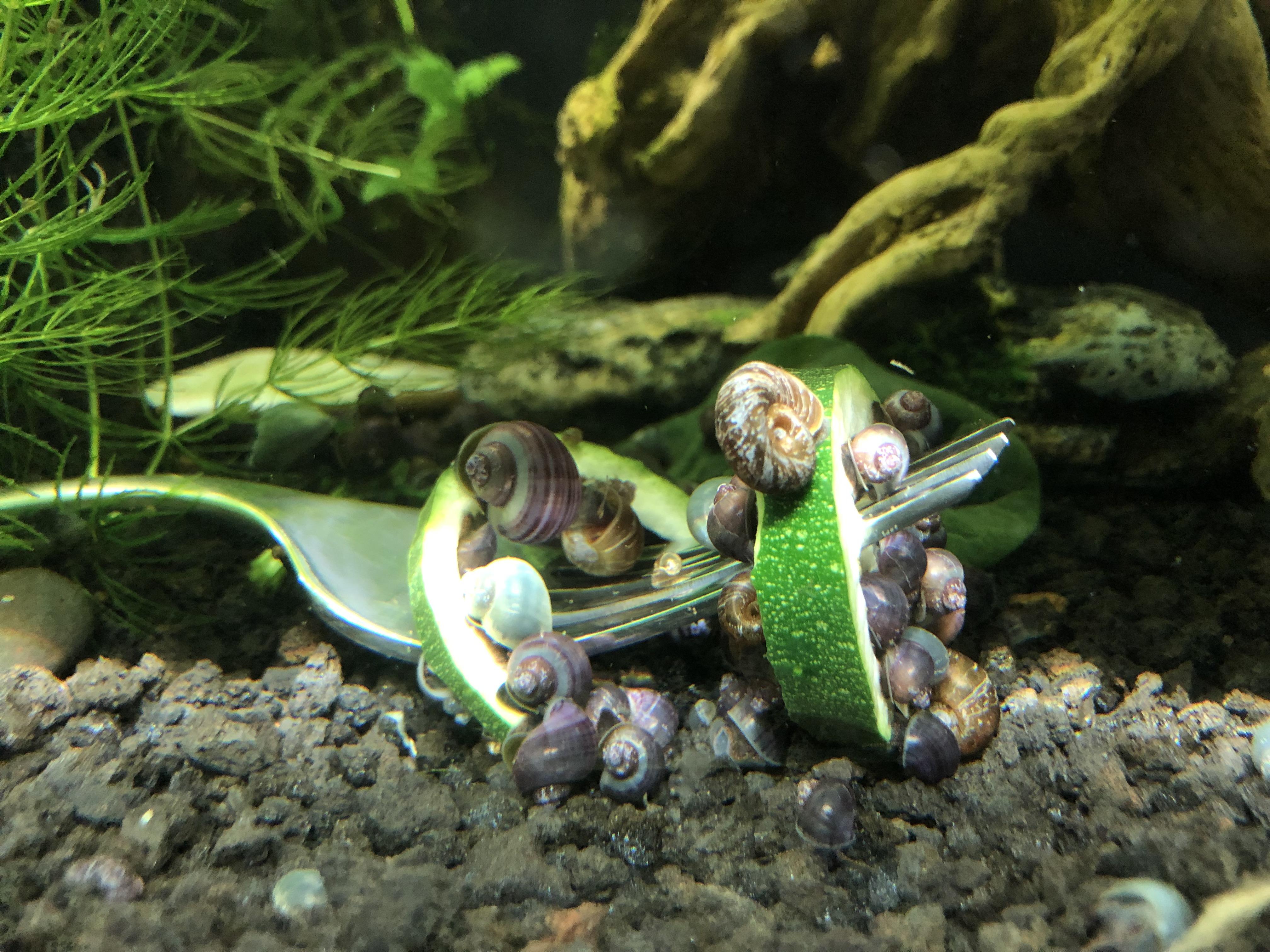 1044 best Mystery Snail images on Pholder Aquatic Snails, Aquariums