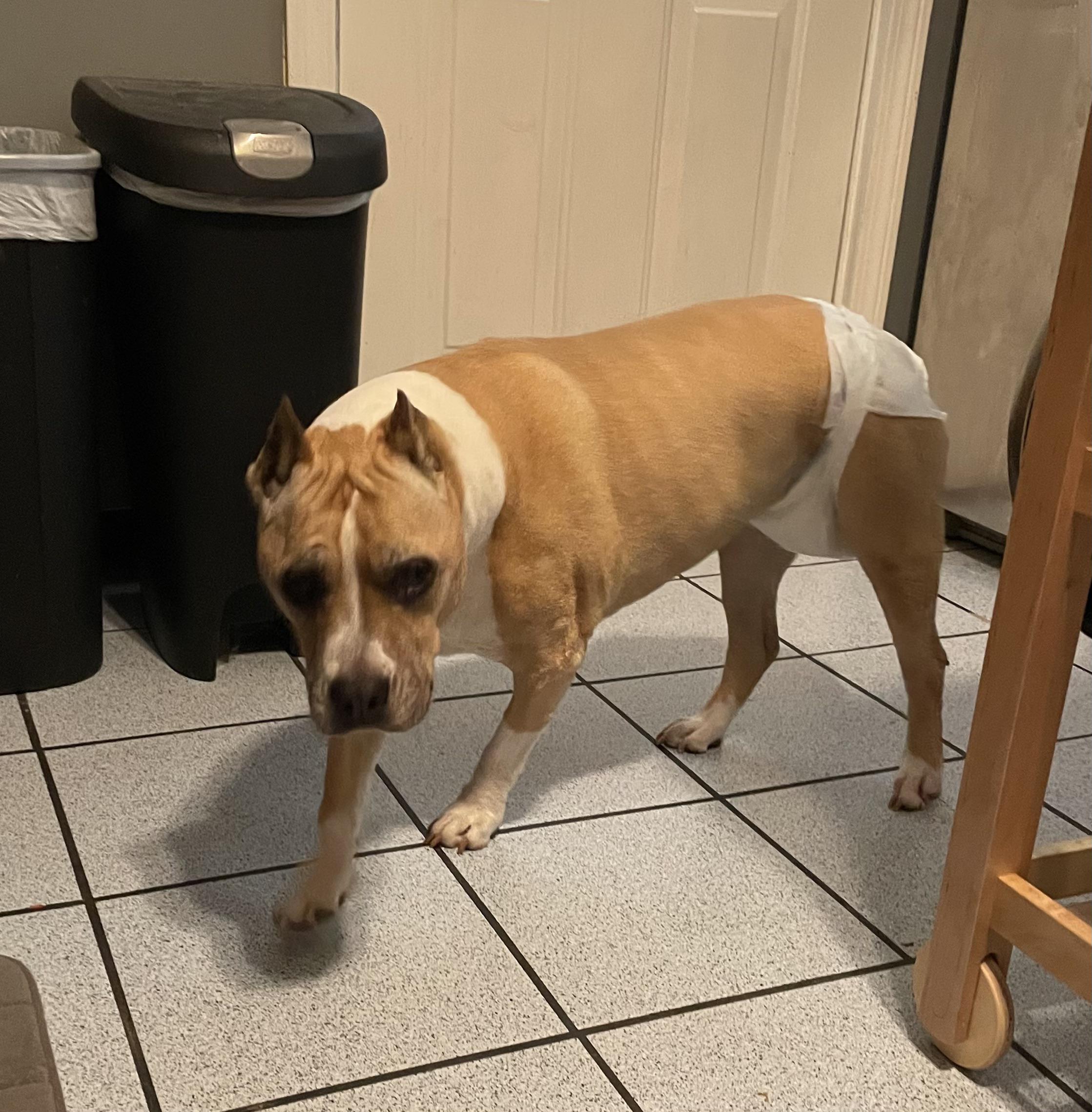 How Much Is Dog Sitting For A Week