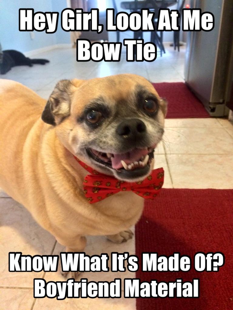 Check out my dog’s bow tie! r/MadeMeSmile