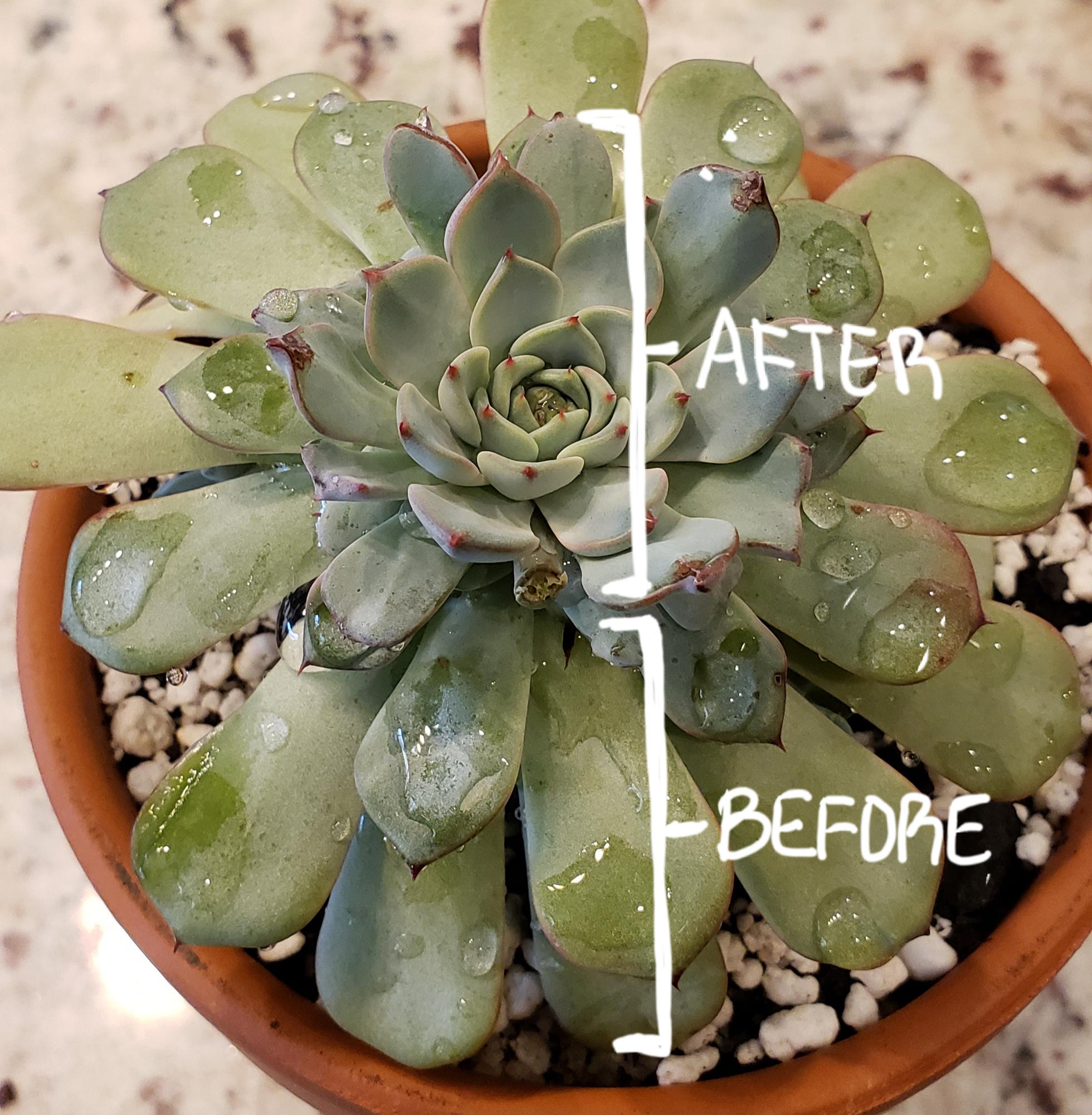 Grow lights, before and after. Moved from sunny southern California to