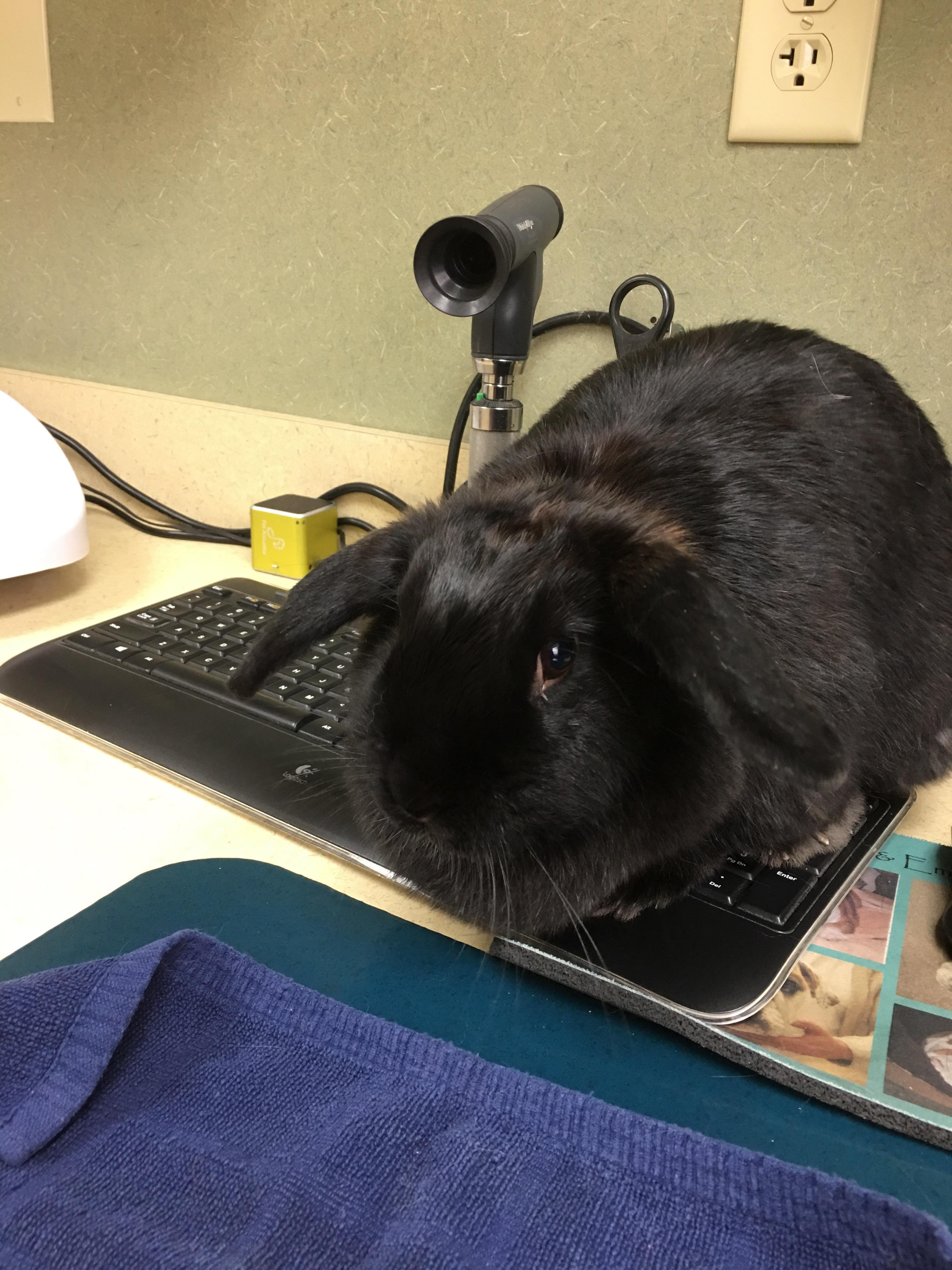 I’m helping the vet enter my information Rabbits