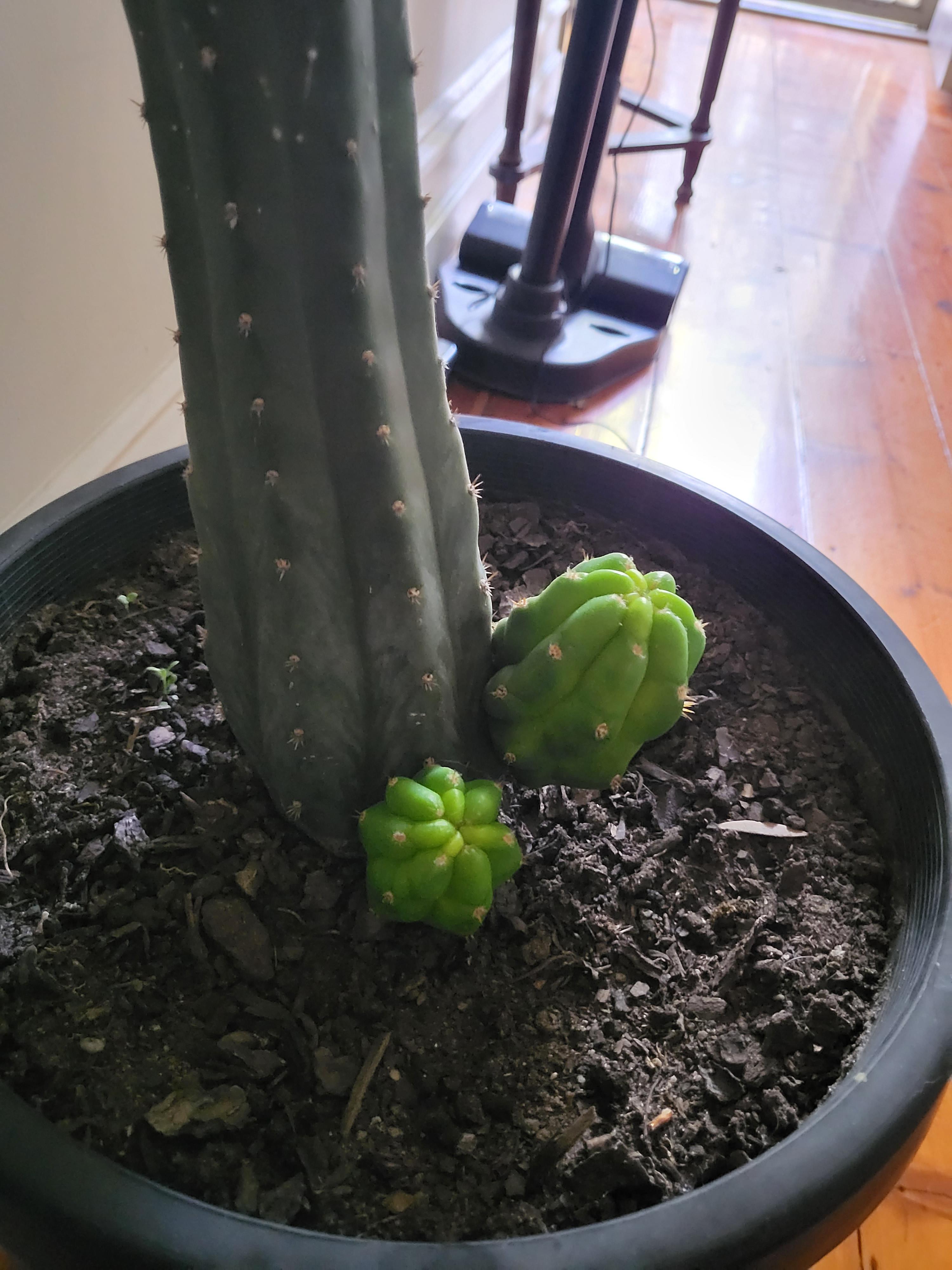 Hey guys just wondering if anyone had some simple tips for my first