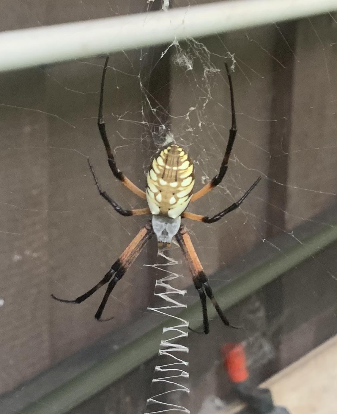 Banana spider from my backyard in Houston, TX. About 3 1/2 inches total