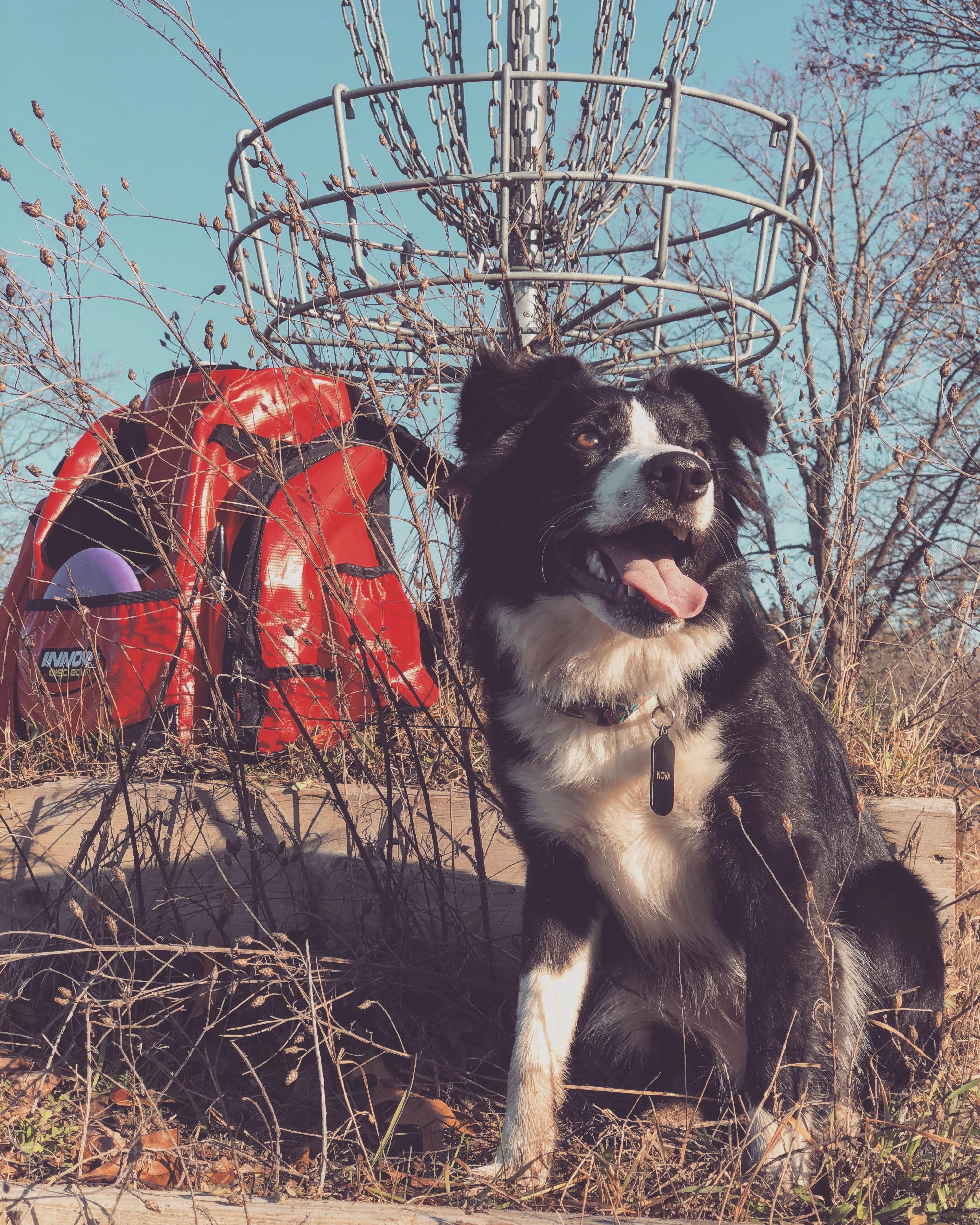 Disc Golf Dog in Training r/discgolf
