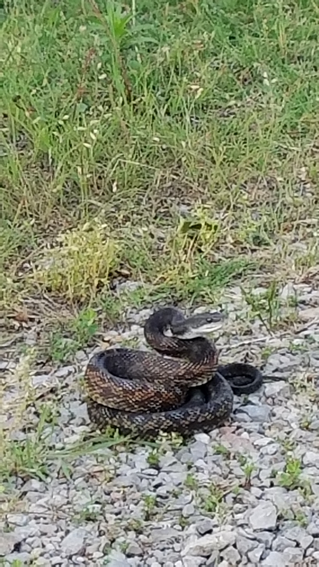 Dad sent me a picture of this little guy. Cottonmouth possibly