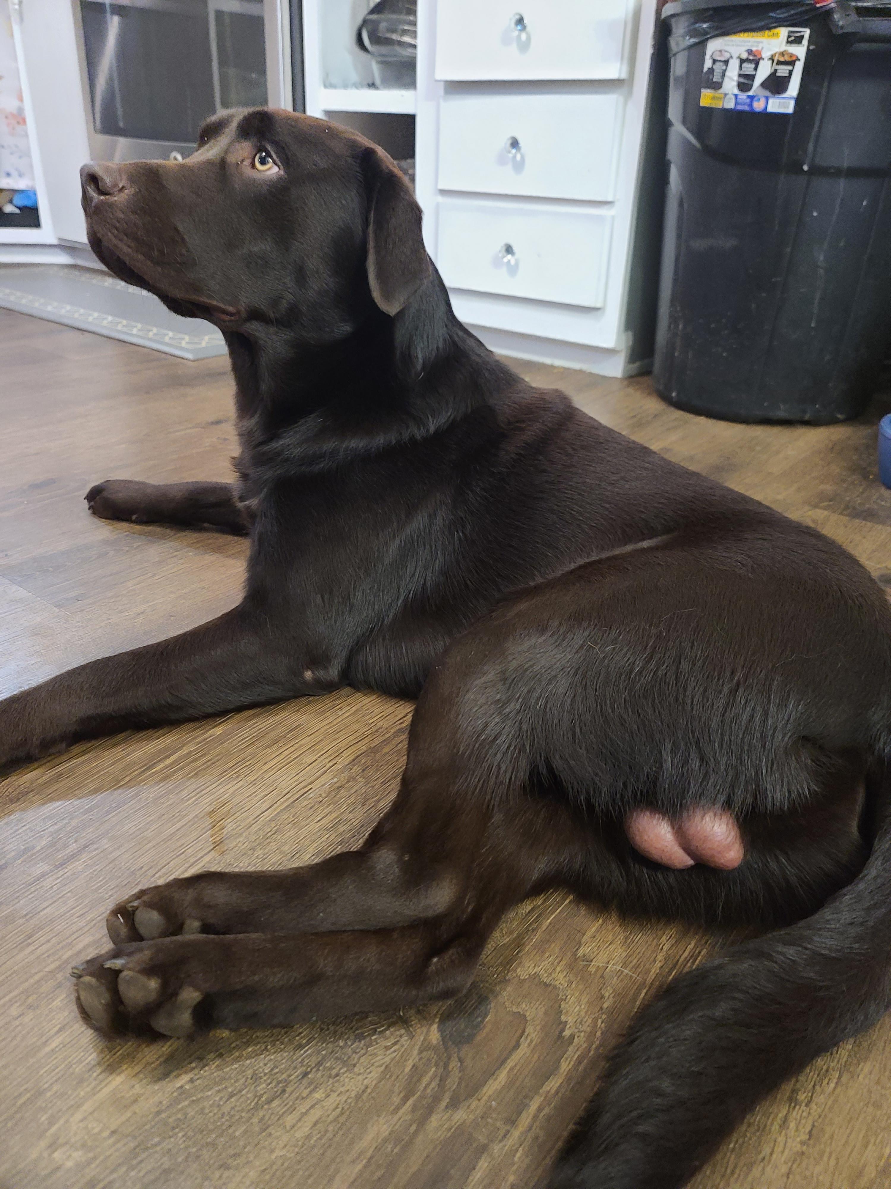 So my dog has no hair on his nuts. r/mildlyinteresting
