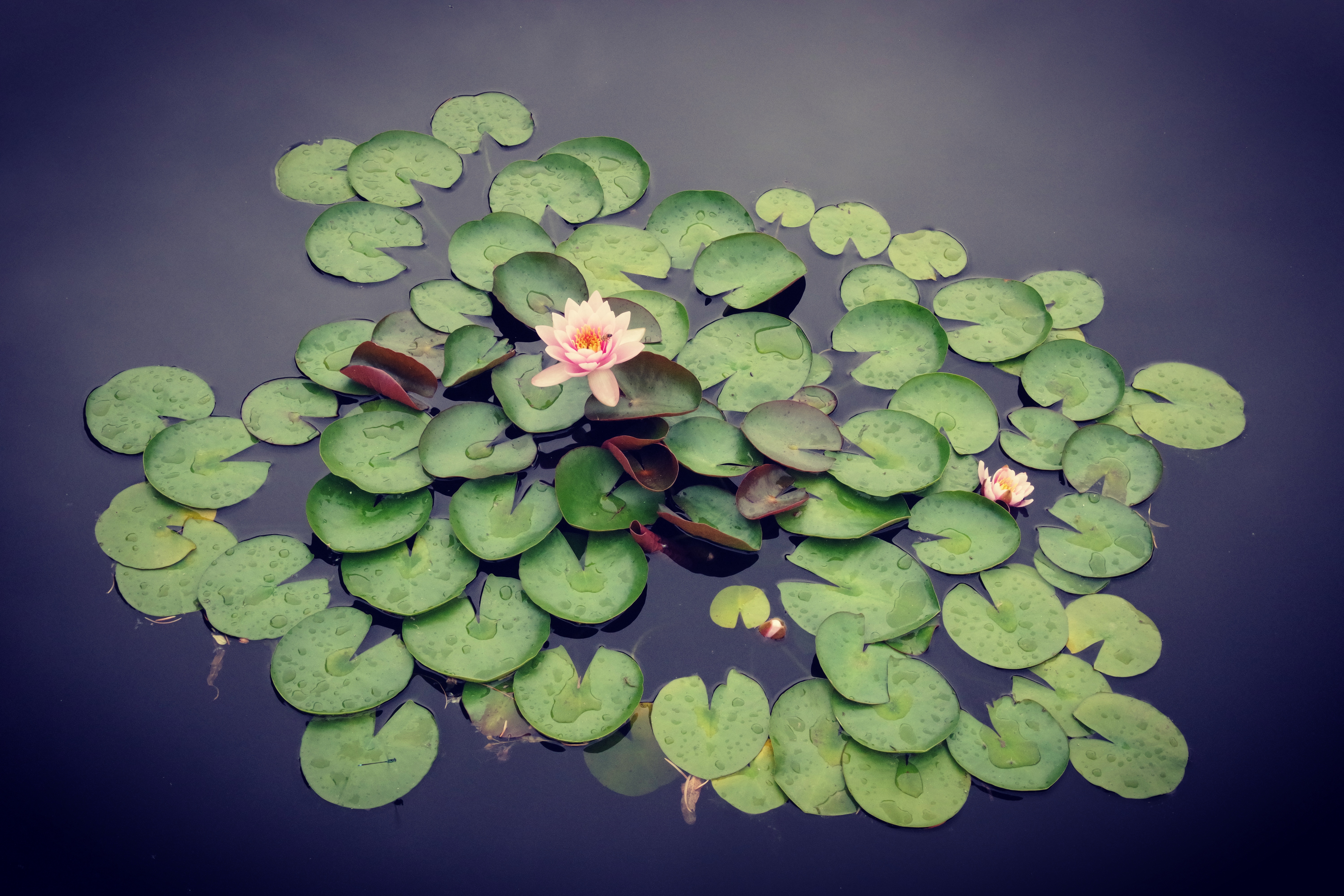 Lily pads on a lake [OC] r/pics