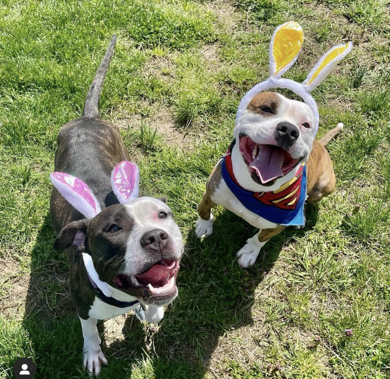 Bonded Bunnies (illegal in PG, MD) need a foster to get out alive. Who