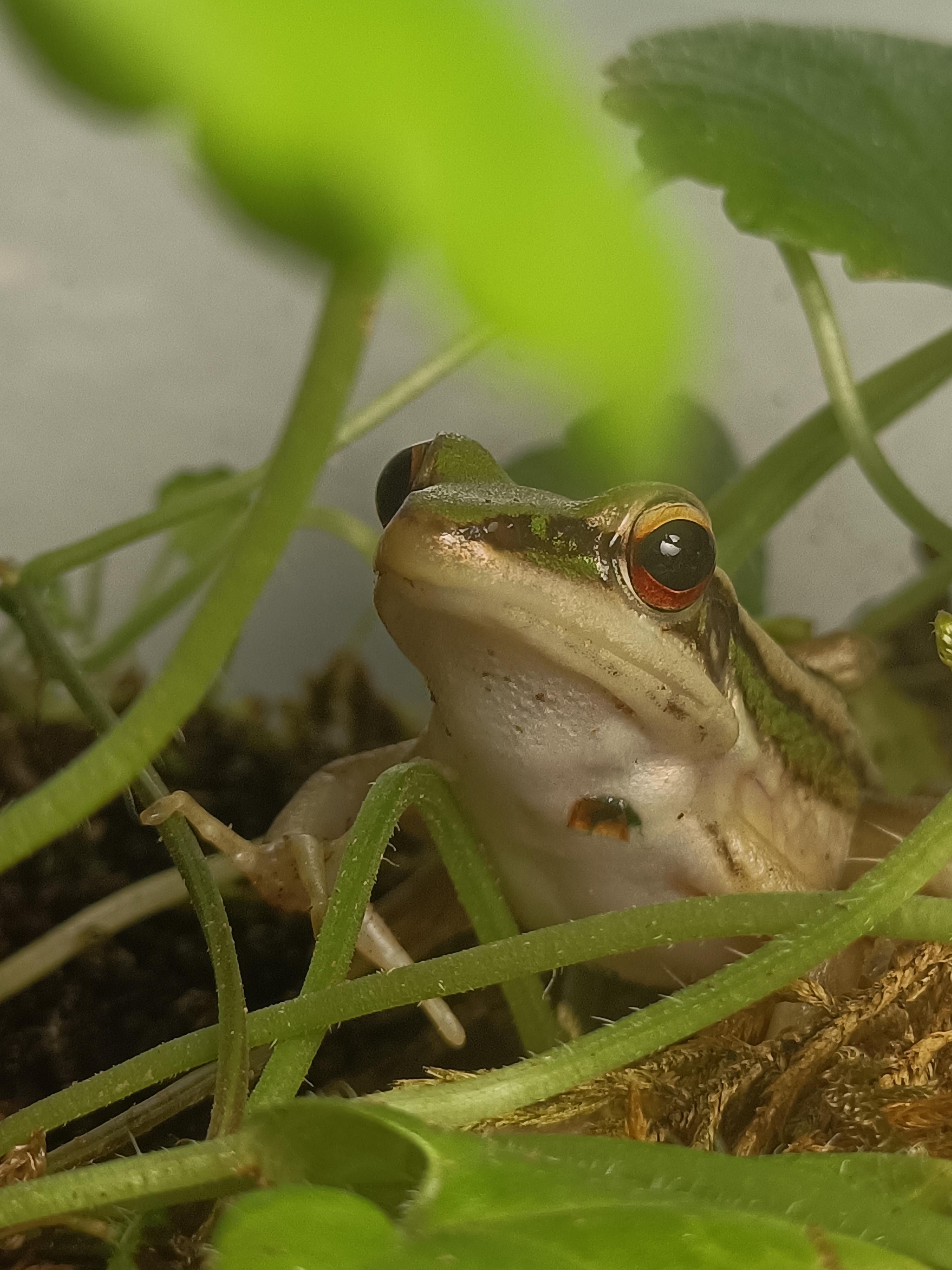 Is my frog hurt? r/frogs