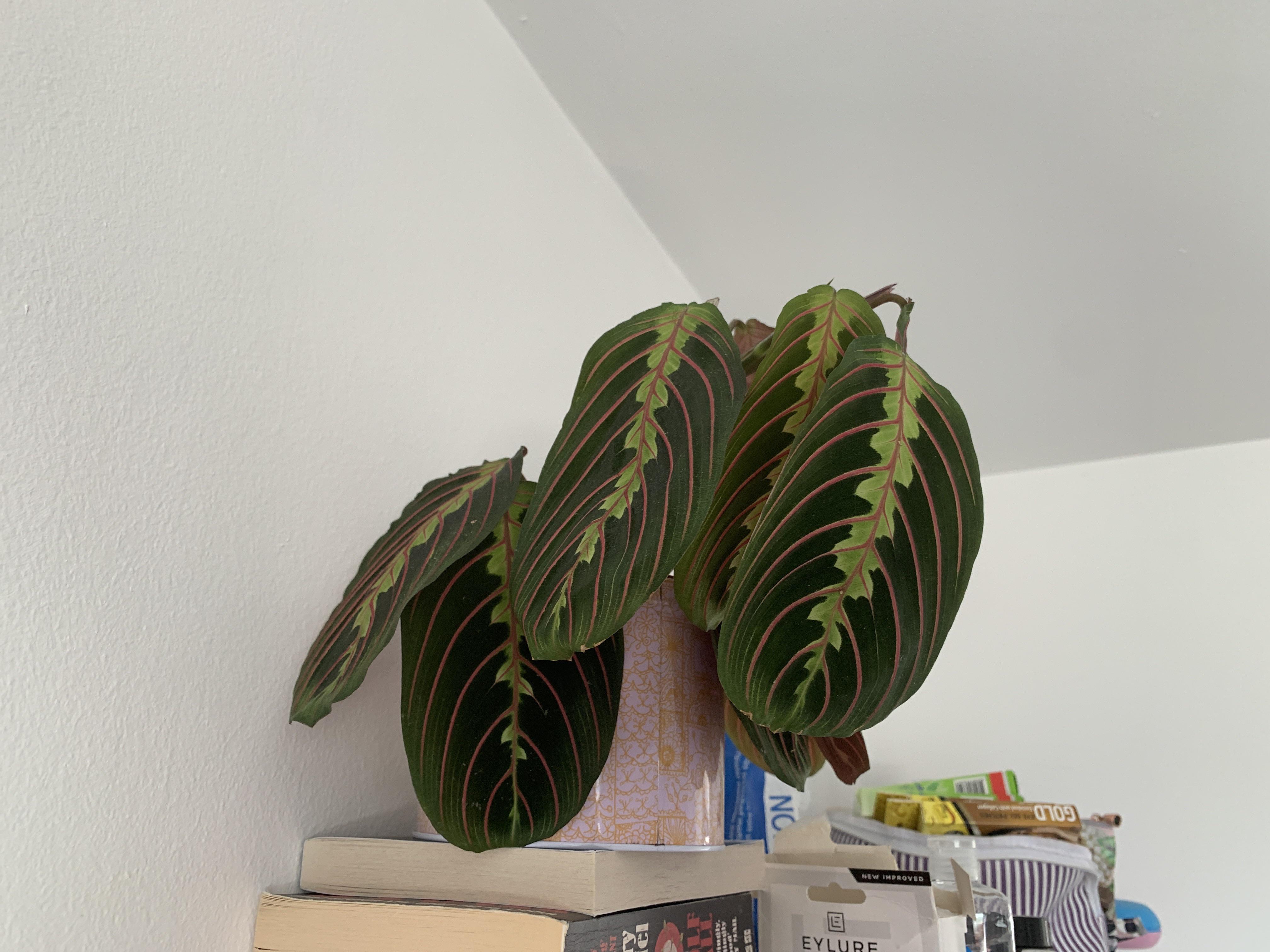 Why are my prayer plant leaves so droopy? r/plantclinic