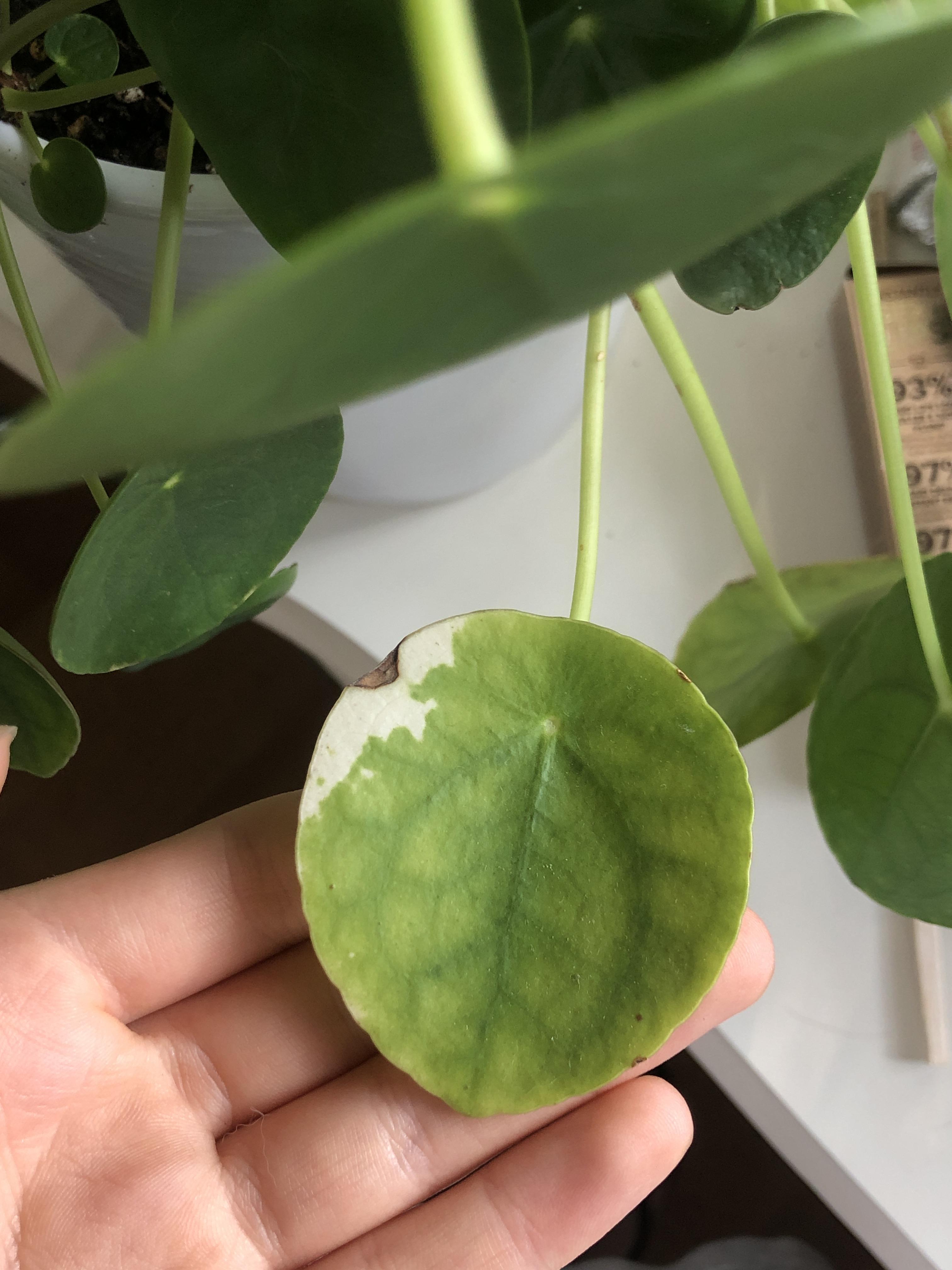 My new Pilea 🙊 PileaPeperomioides