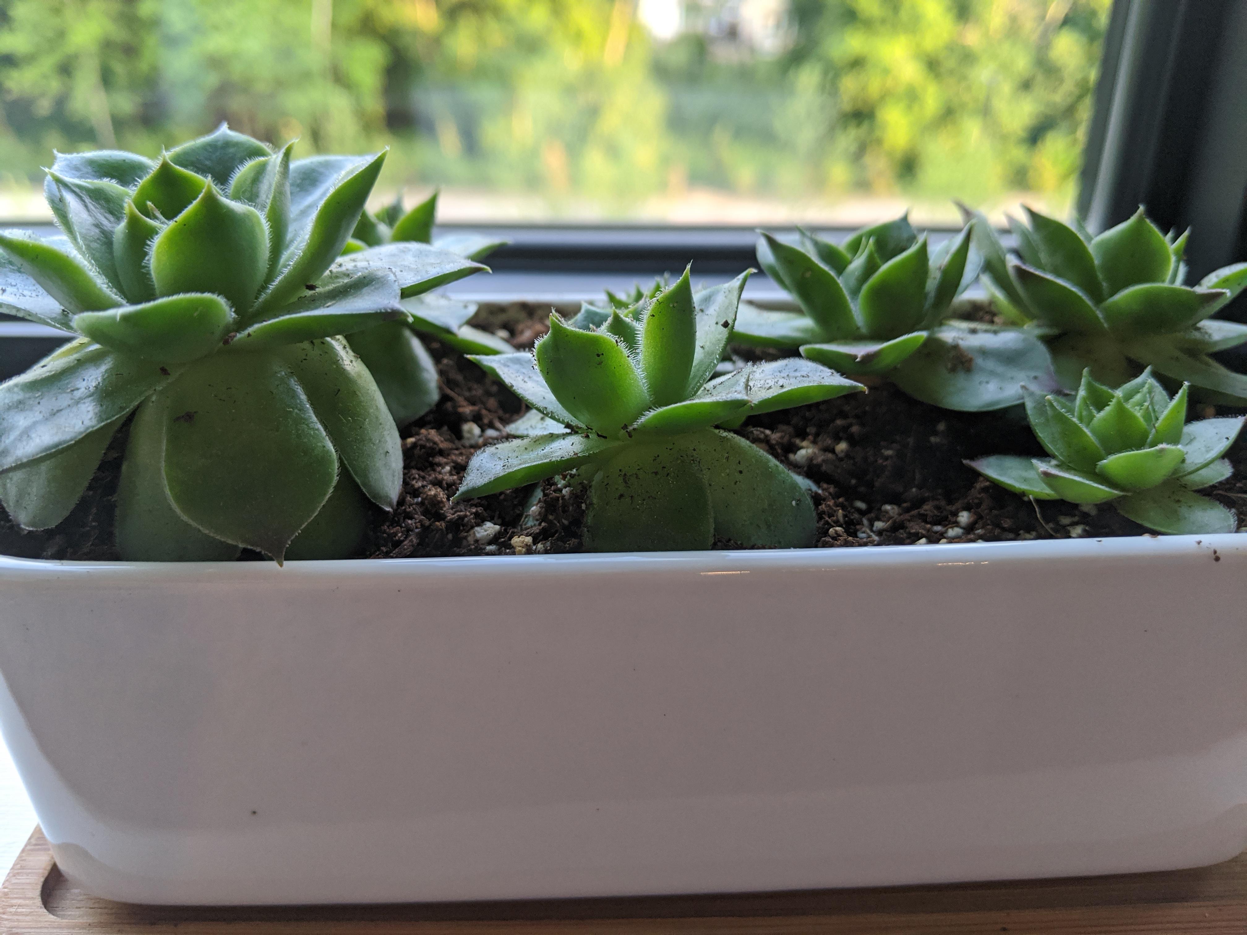 Why are the petals turning down on my houseleeks? They've always been