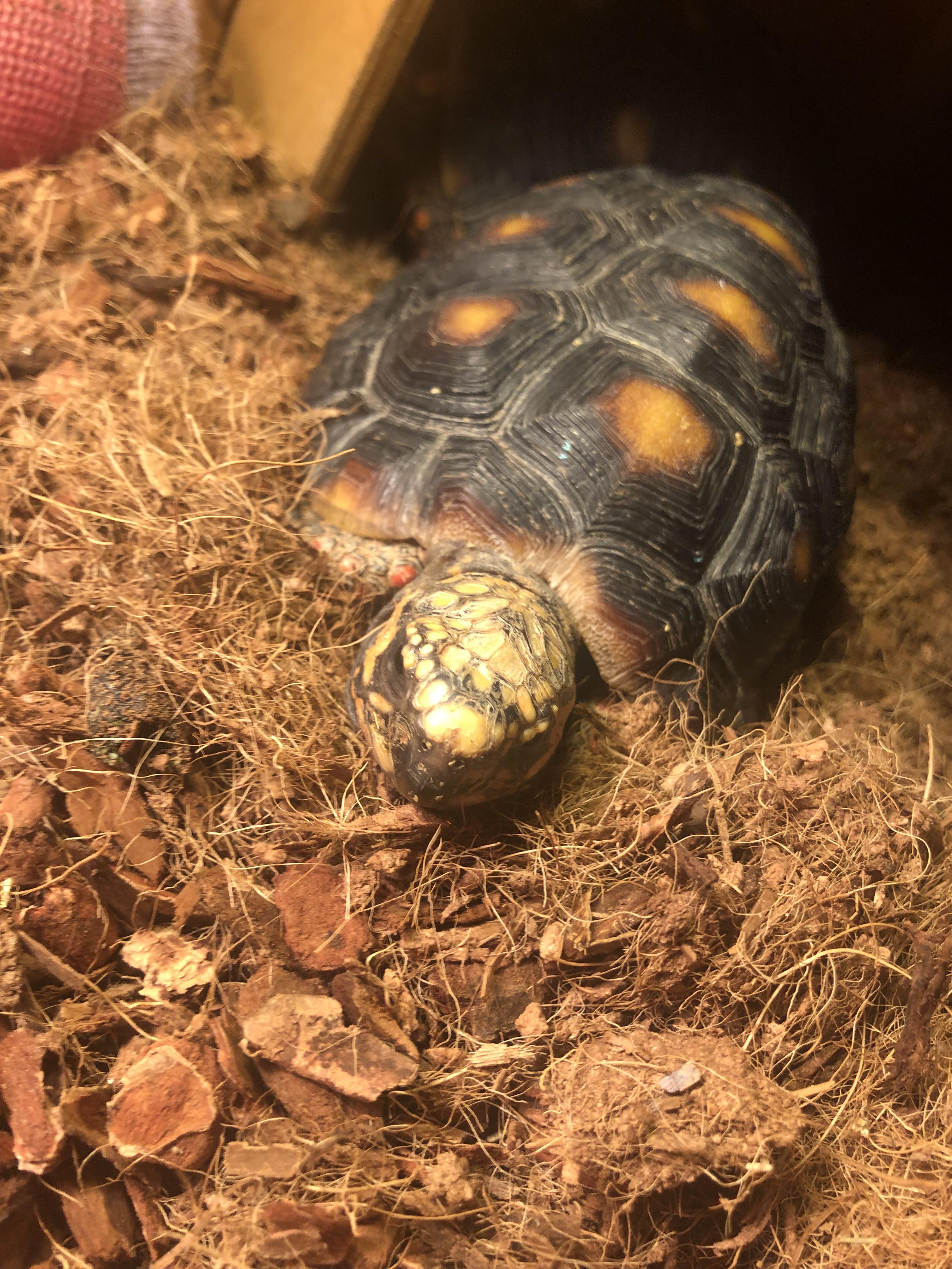 Fruit the tortoise r/Tortoises