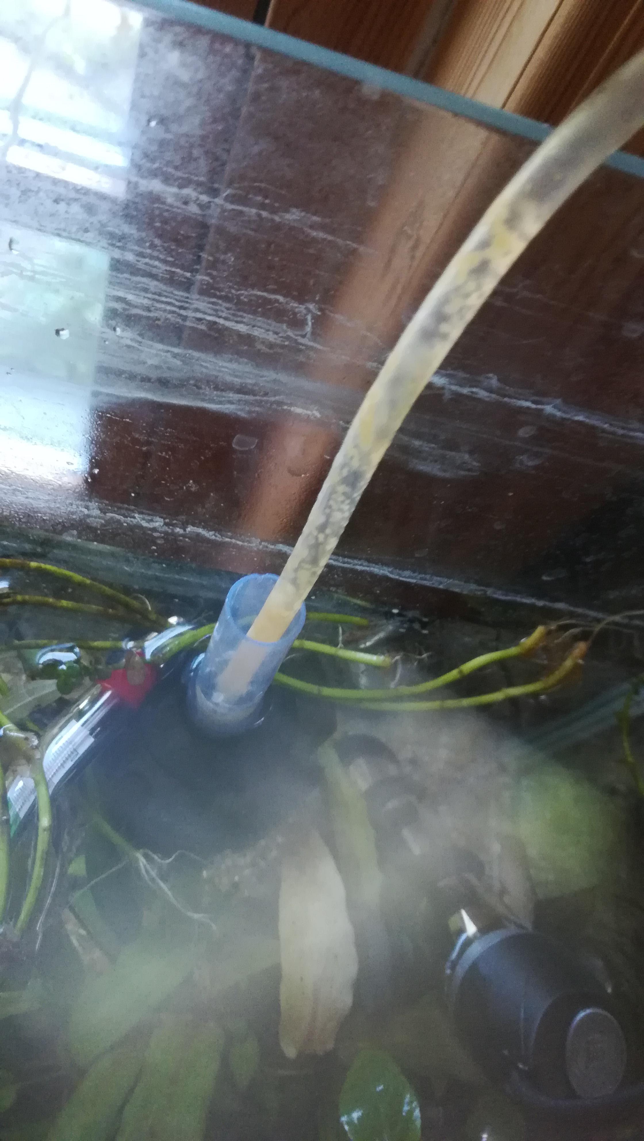 What is this, fungus? r/Aquariums