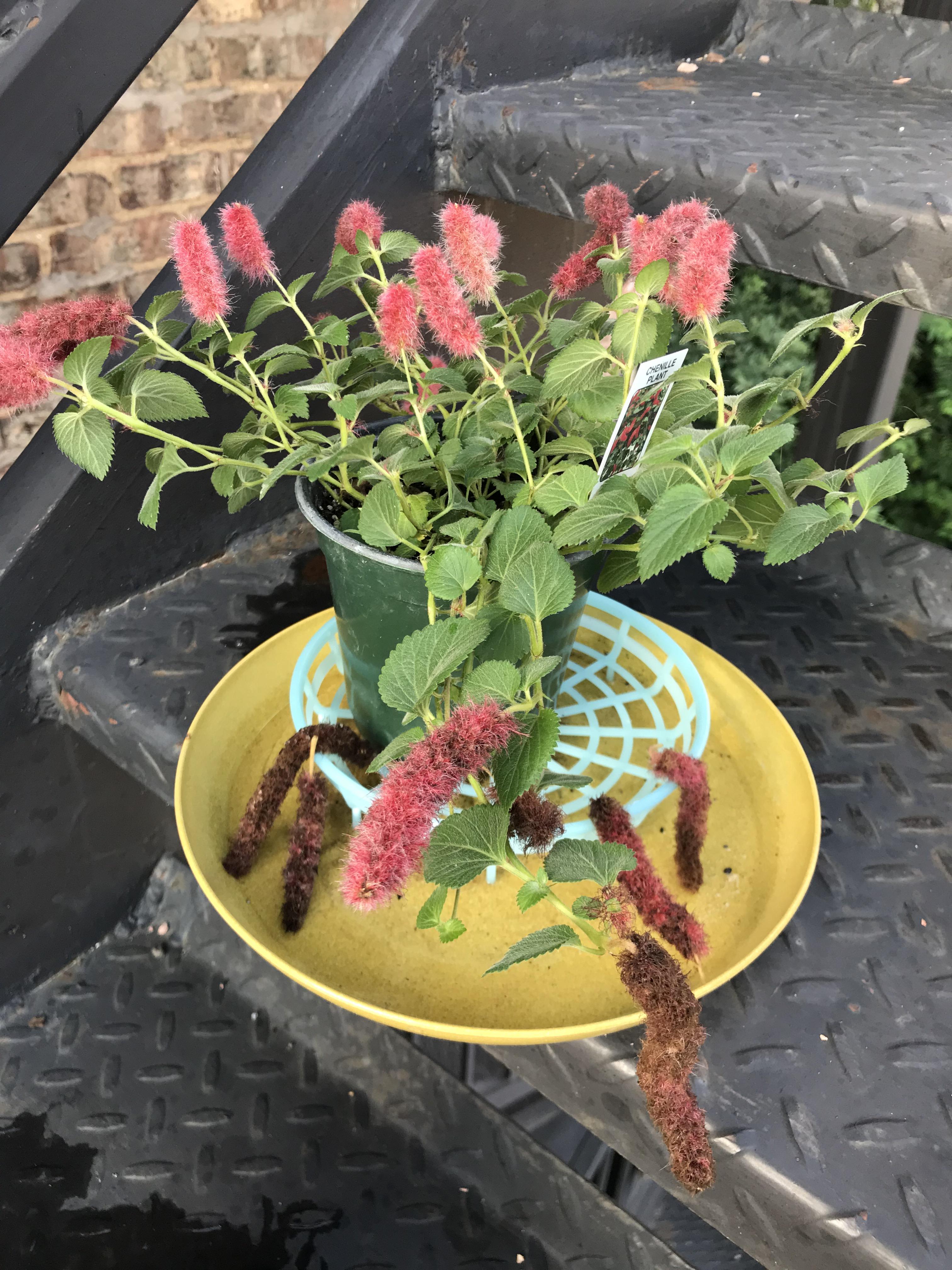 What’s wrong with my chenille plant? Why is it losing its chenilles
