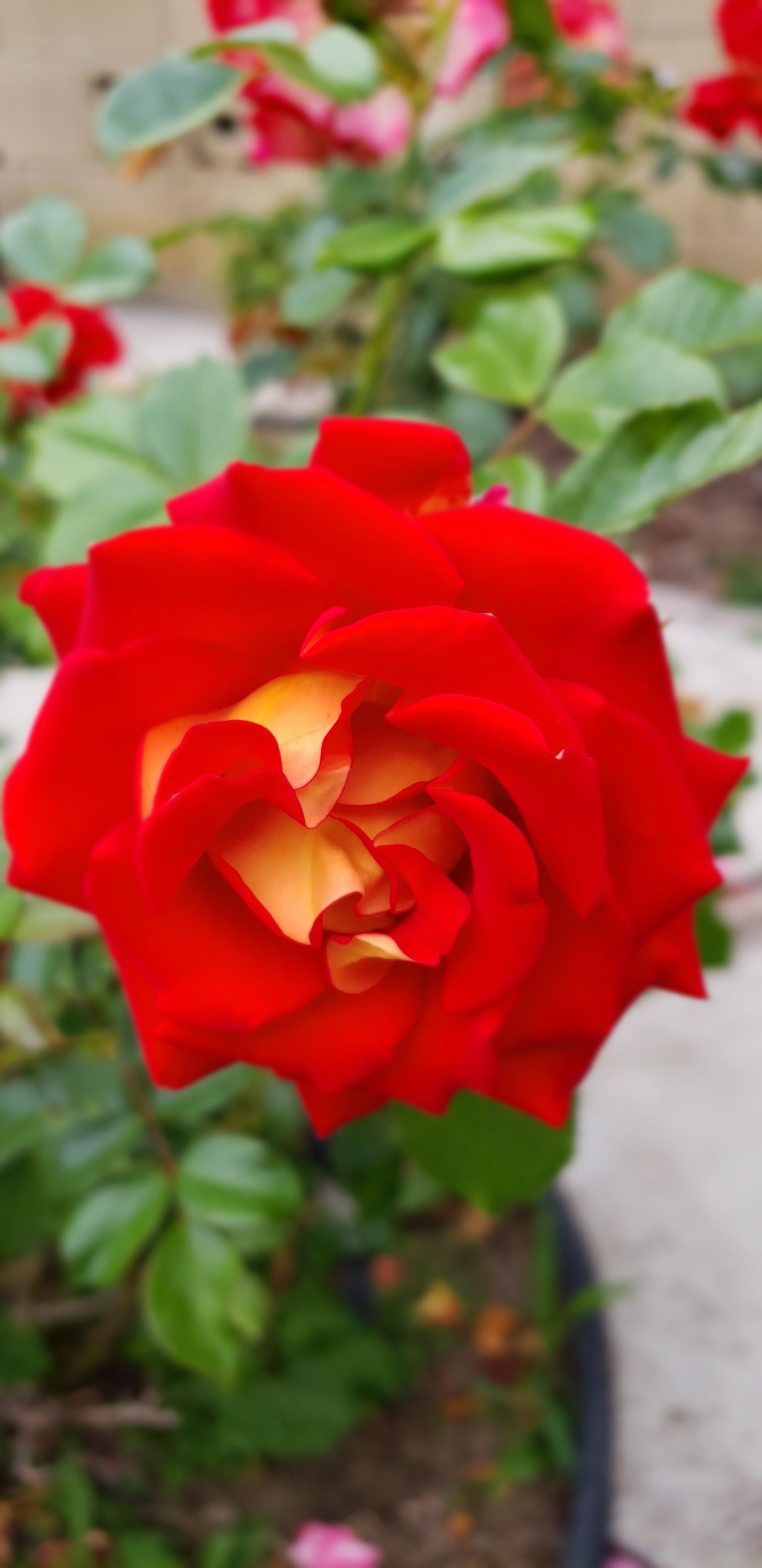 Ketchup and Mustard rose r/gardening