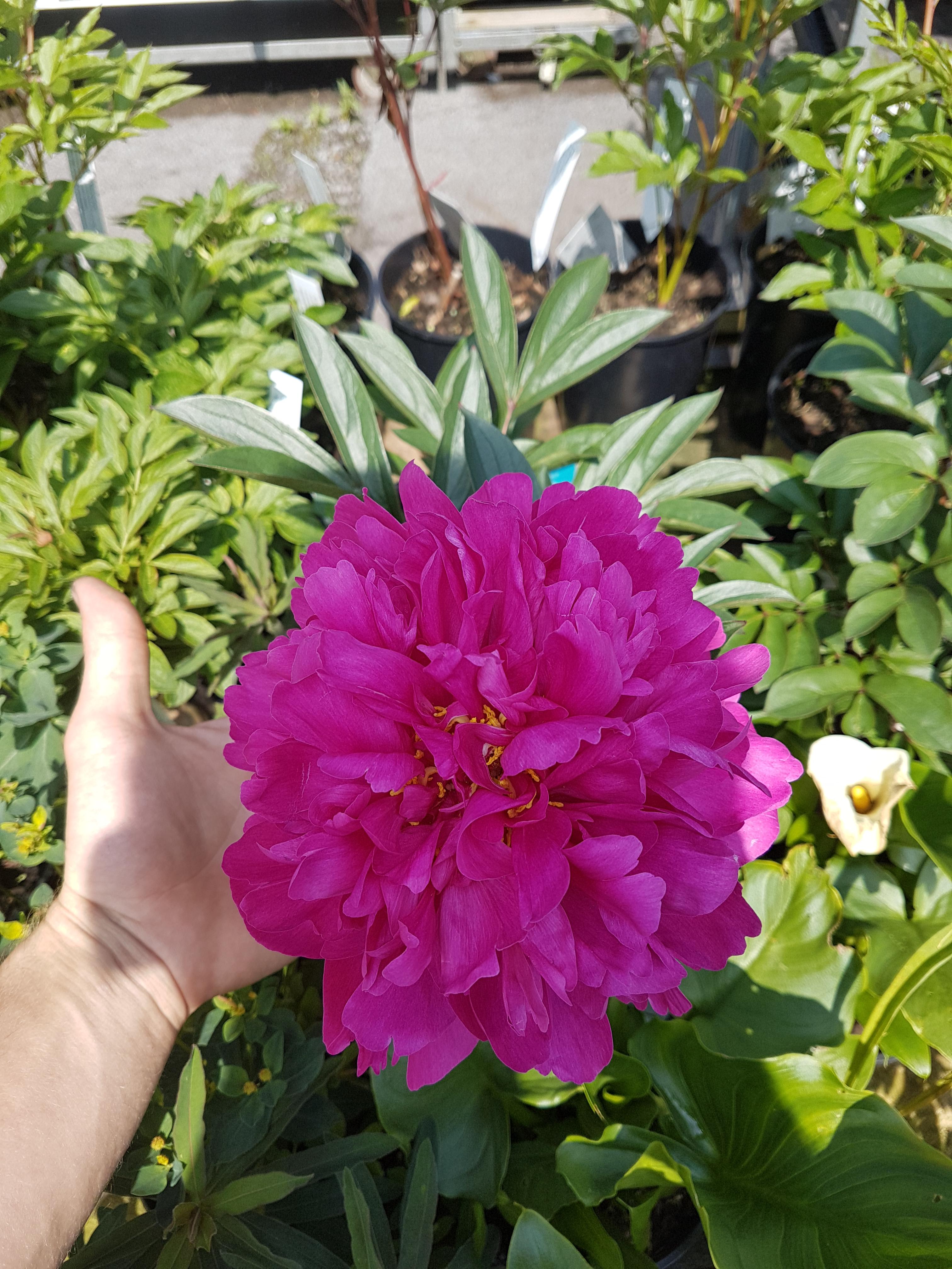 Plant of the day (02) Peony kansas in peak bloom r/gardening
