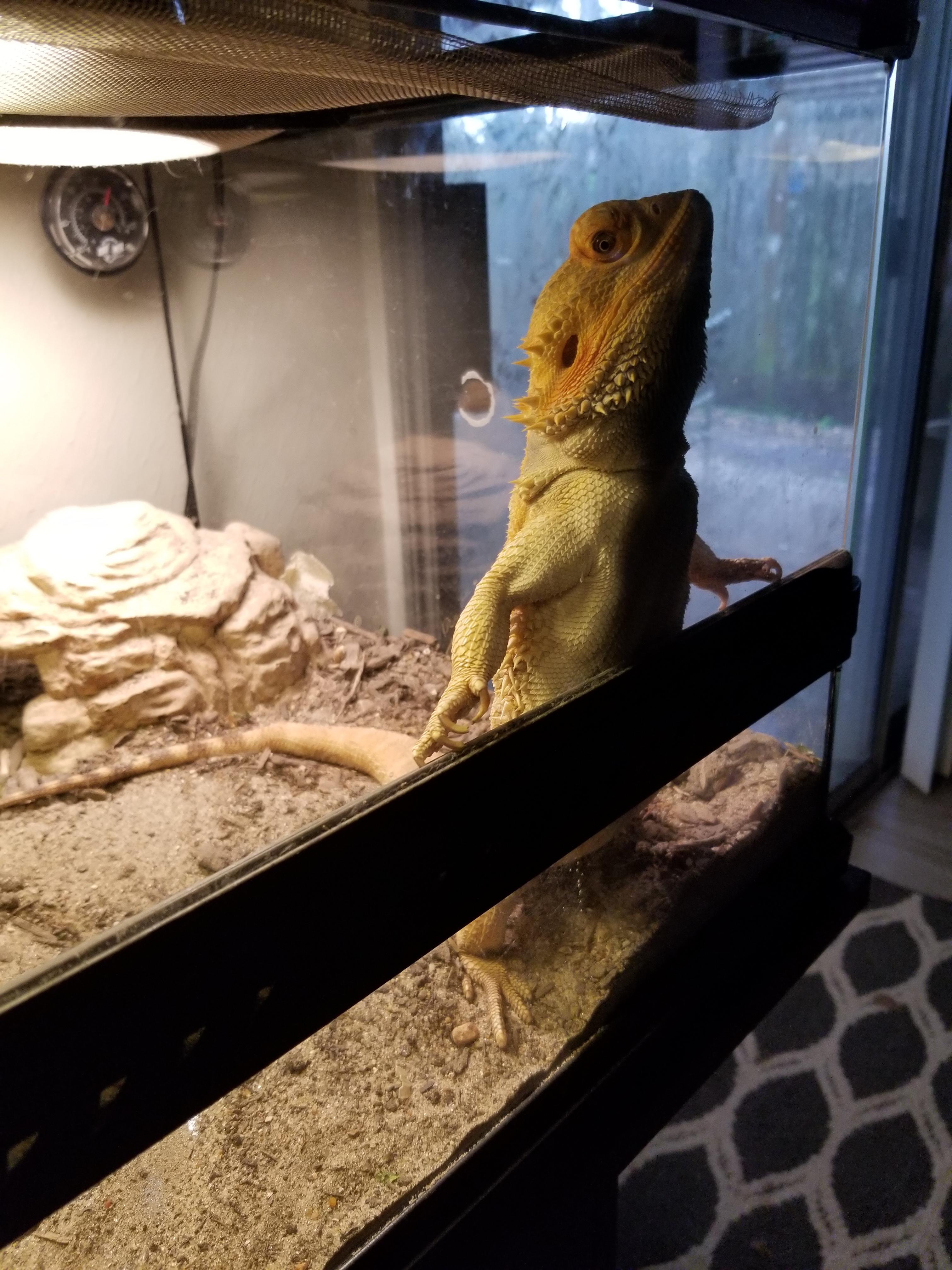 I love bearded dragons r/AnimalsBeingDerps