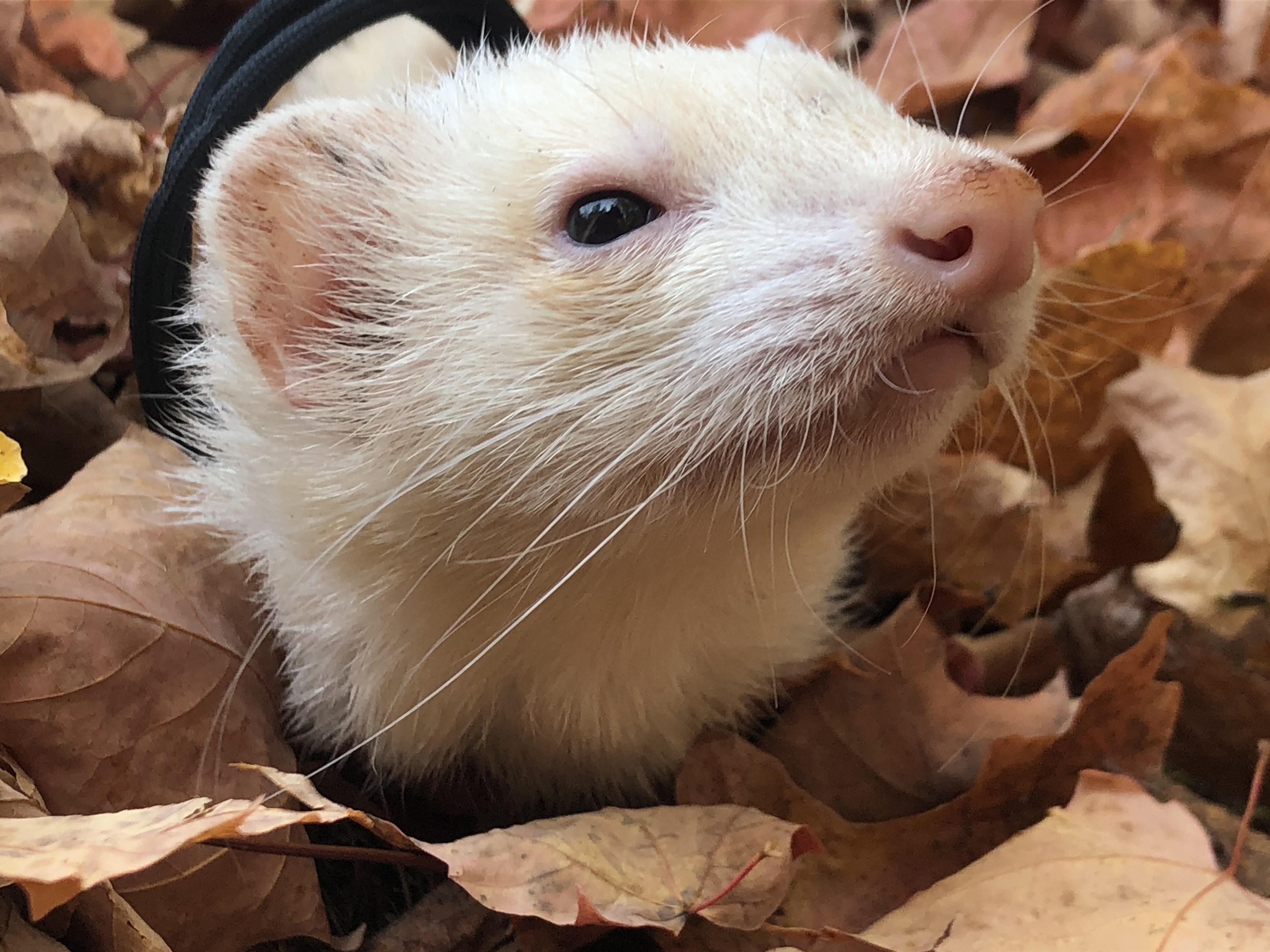 muffin had his first and last screaming seizure today. it happened so