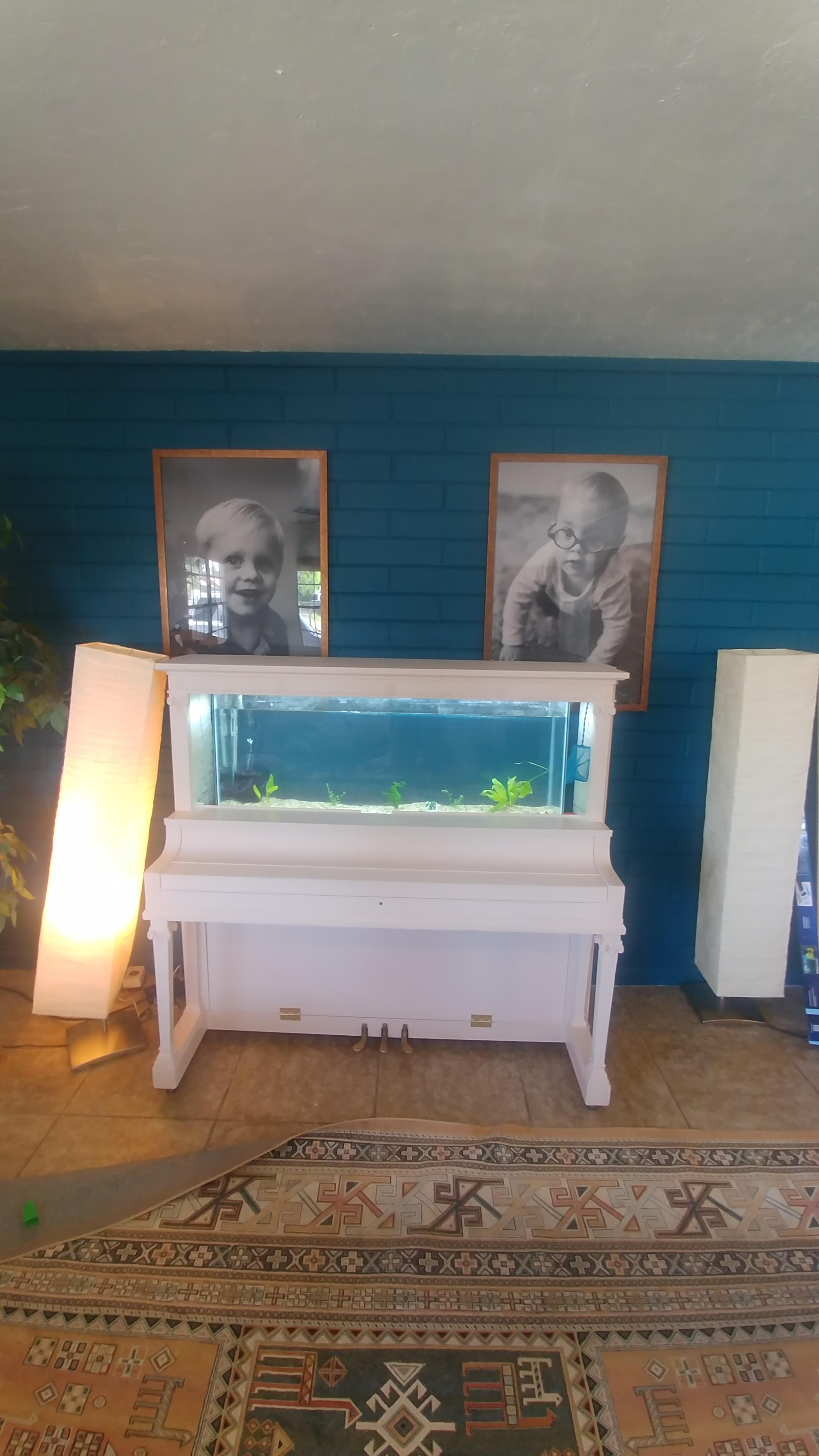 My new piano tank, 45 gallon. From a upcycled 100 yr old piano that we