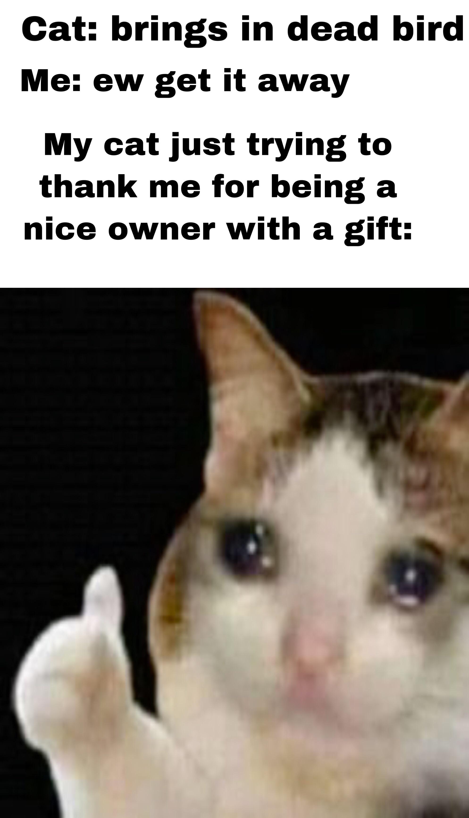 Haven’t seen a lot of cat memes with crying cat r/memes