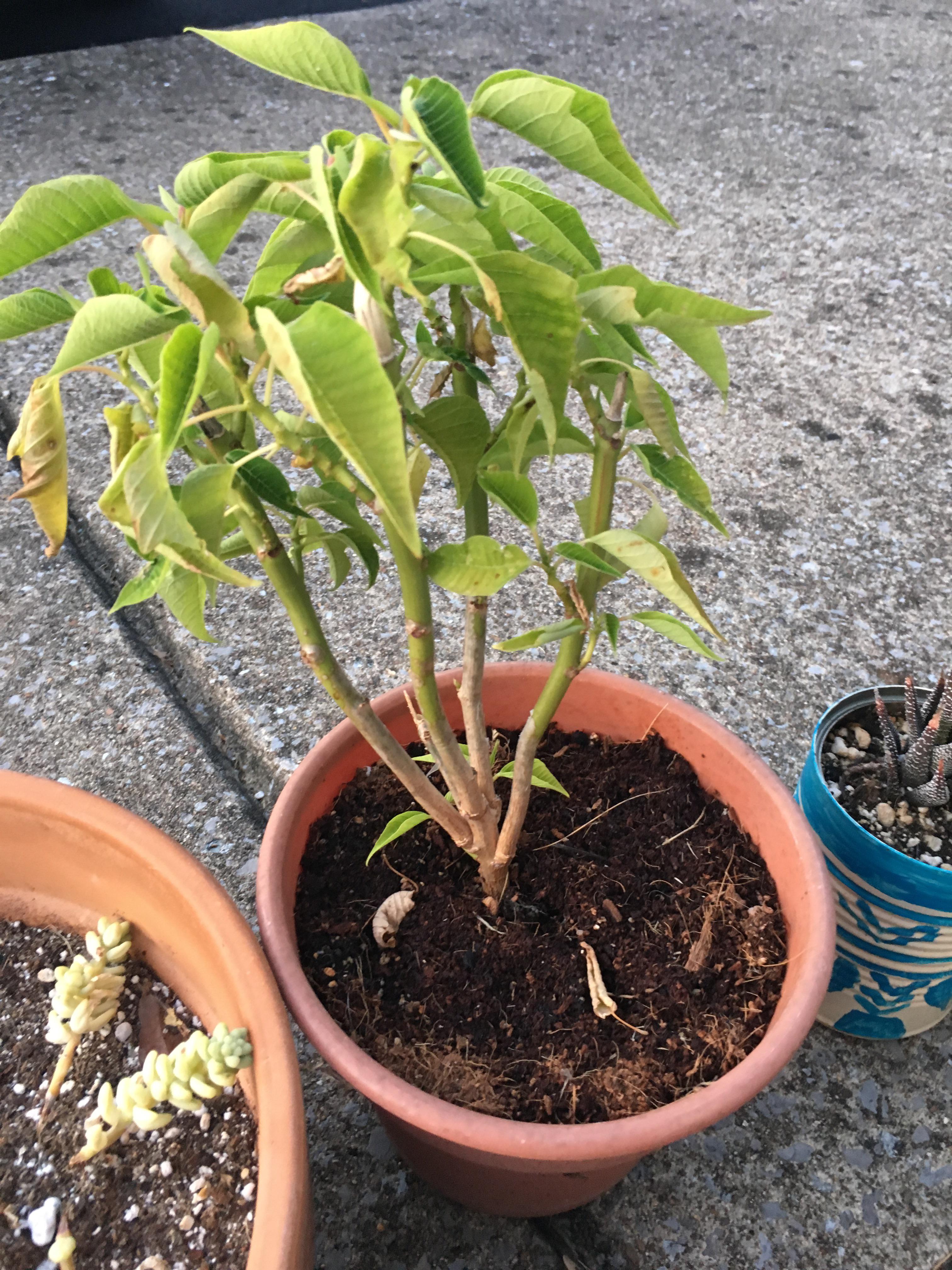 Why is my poinsettia so sad c r/plantclinic