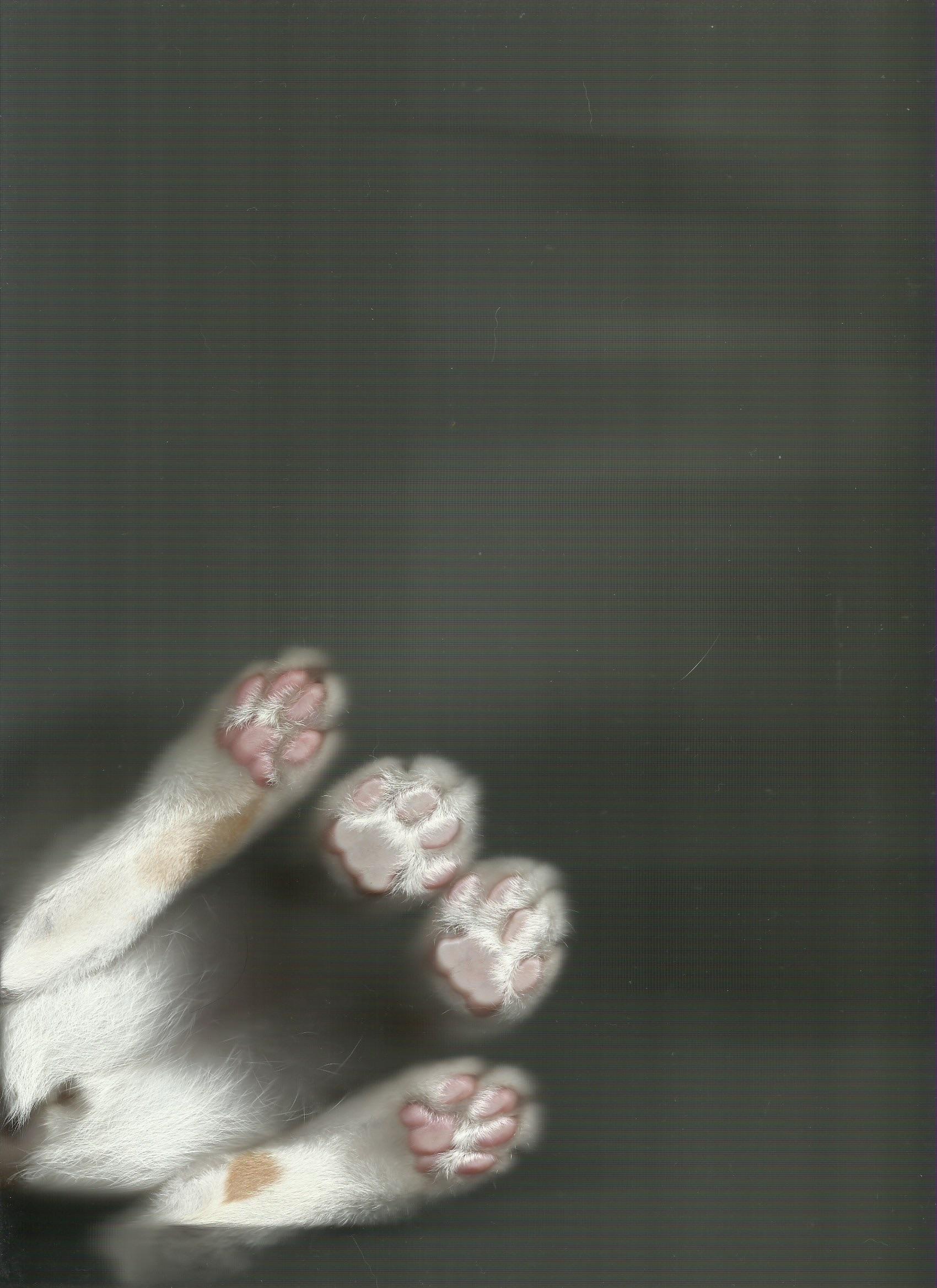 My cat won't let me scan so I scan her r/aww