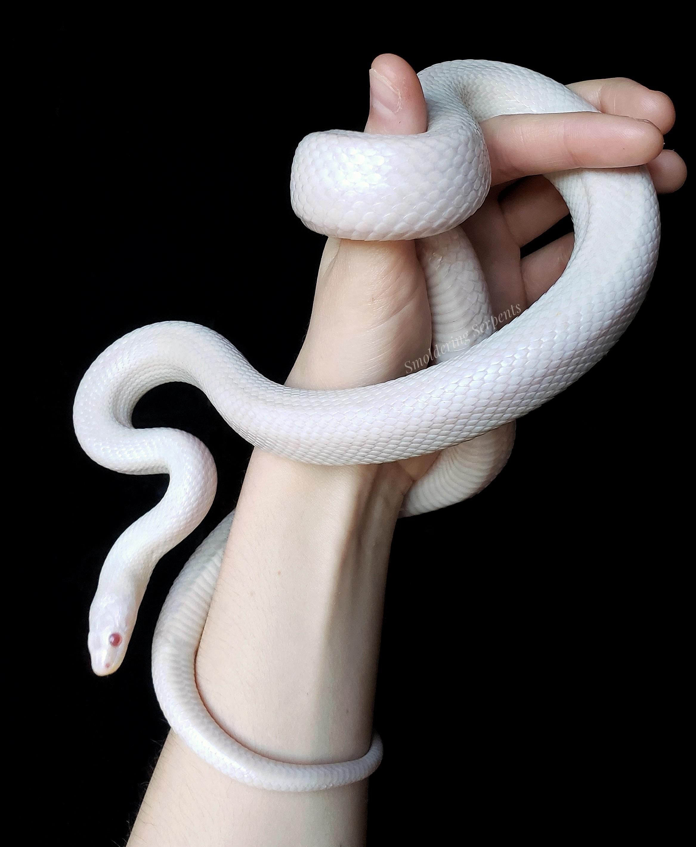 There's no denying the beauty of a white snake. Nienna the whiteout