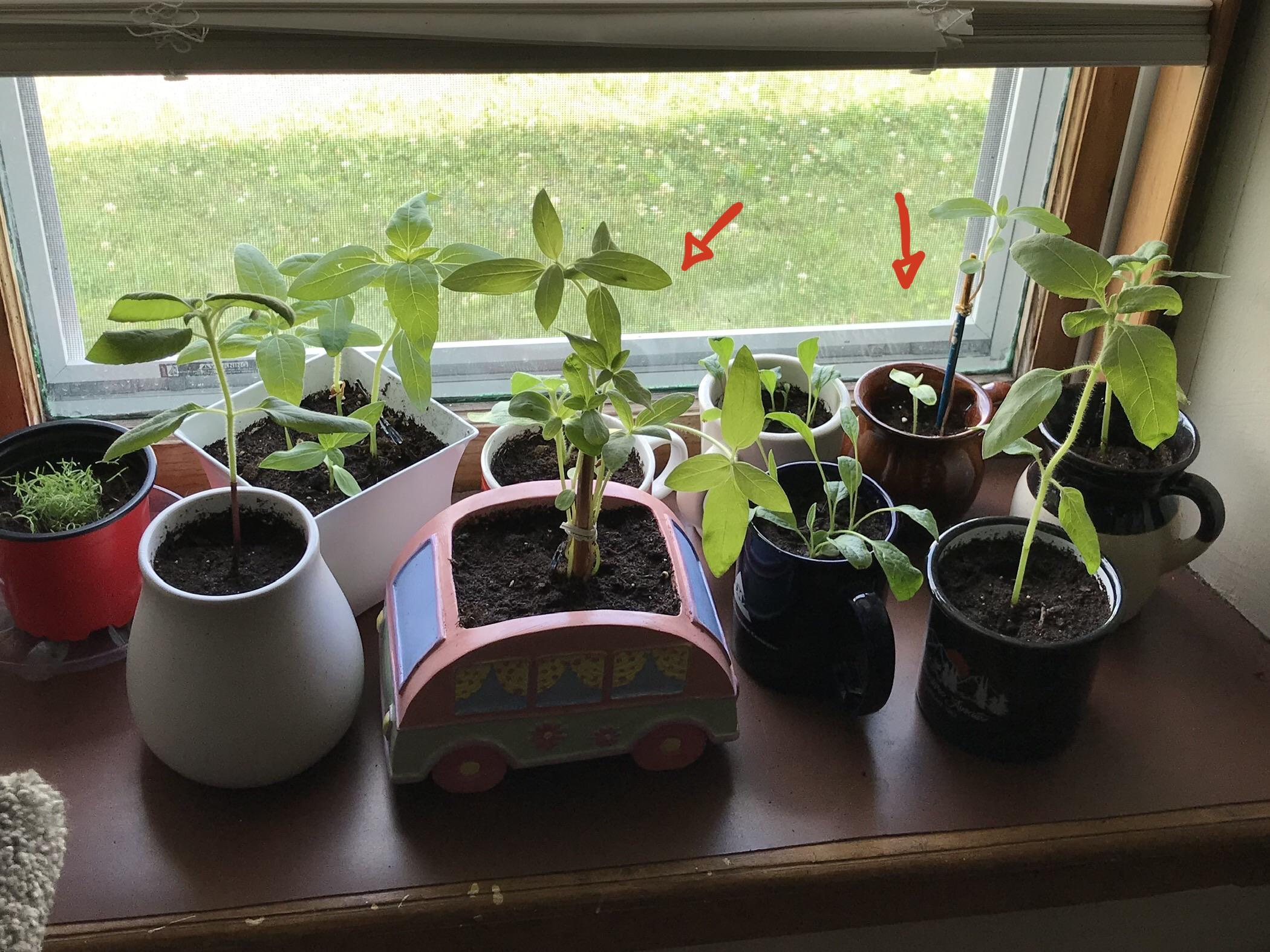 Advice on how to help “leggy” sunflower seedlings strengthen their