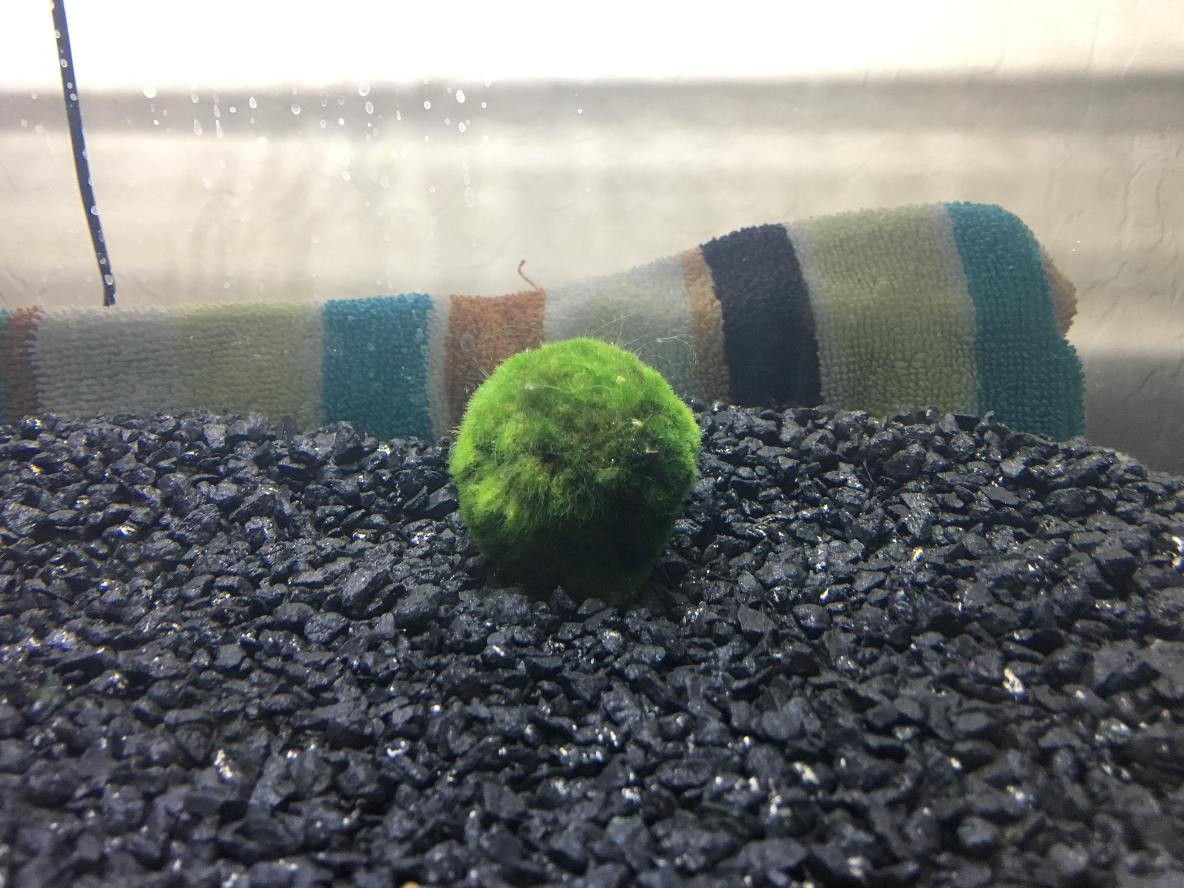 Named the moss ball Fibonacci r/Aquariums