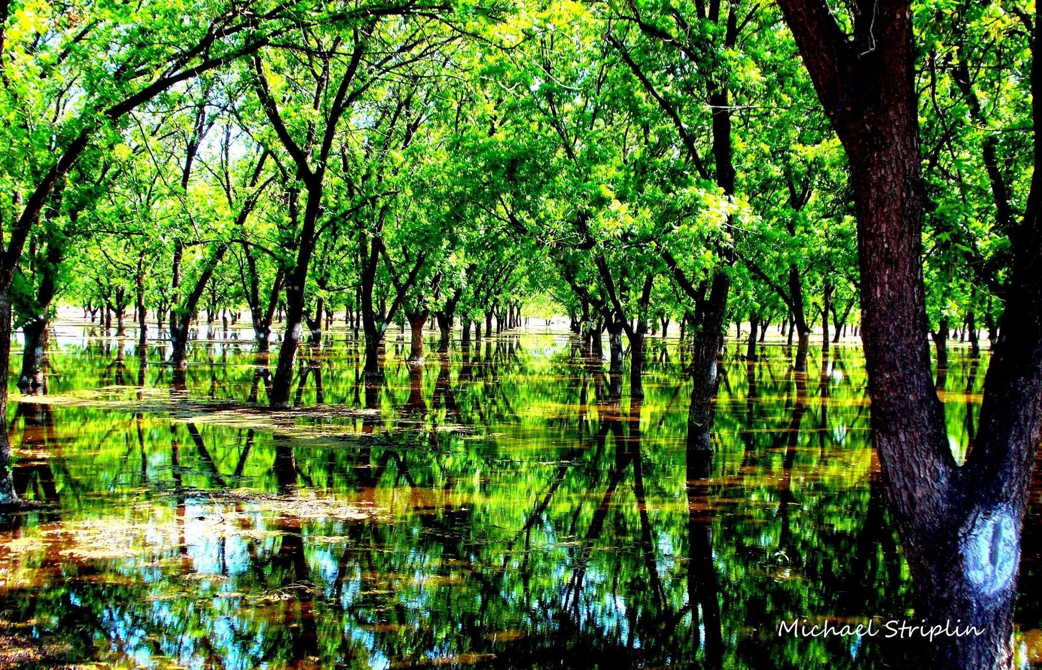Pecan grove around my house r/pics