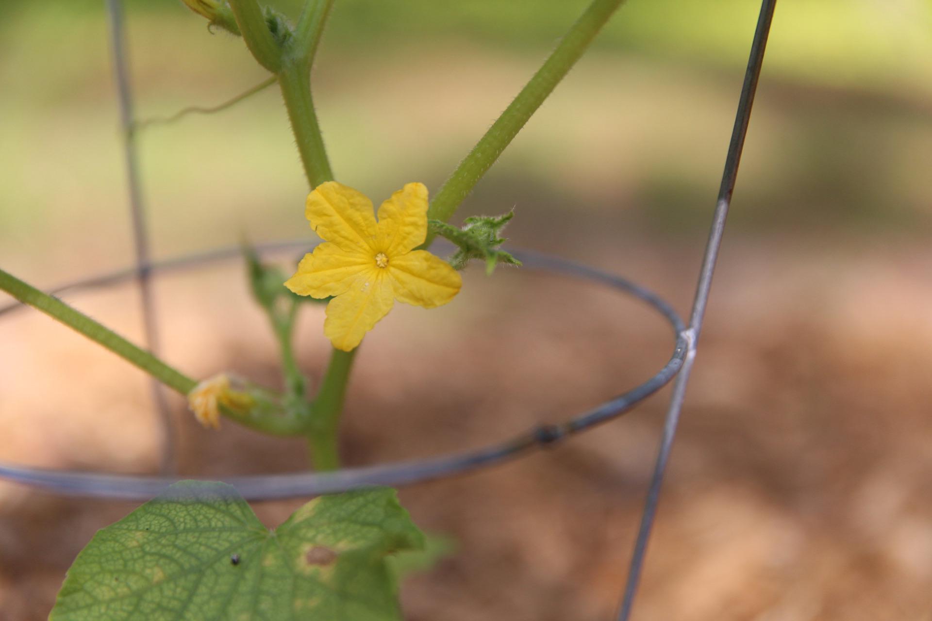 Super newbie question about bell pepper flower dropping! r/FloridaGarden