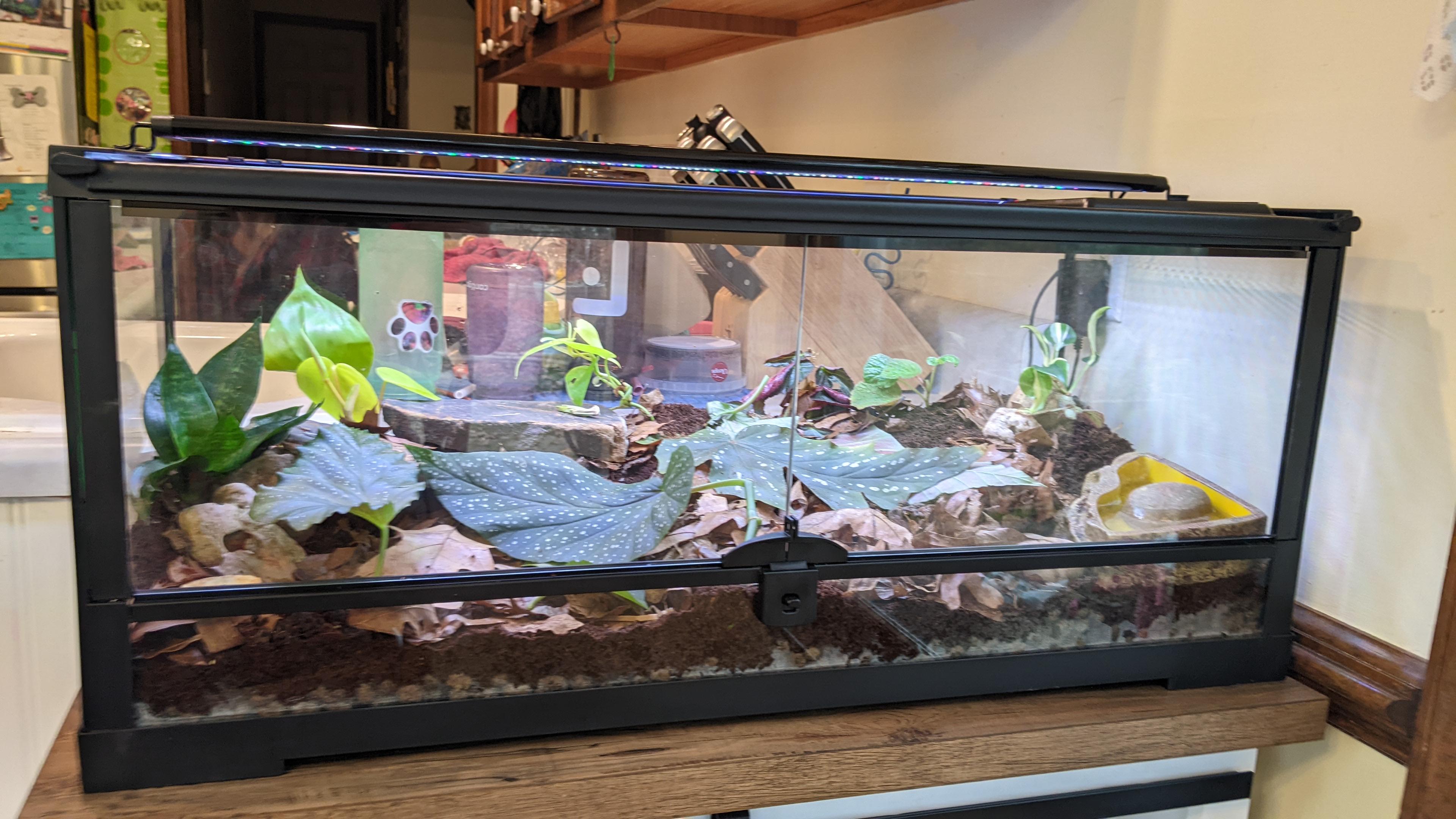 How much do toads care about the activity level outside of their