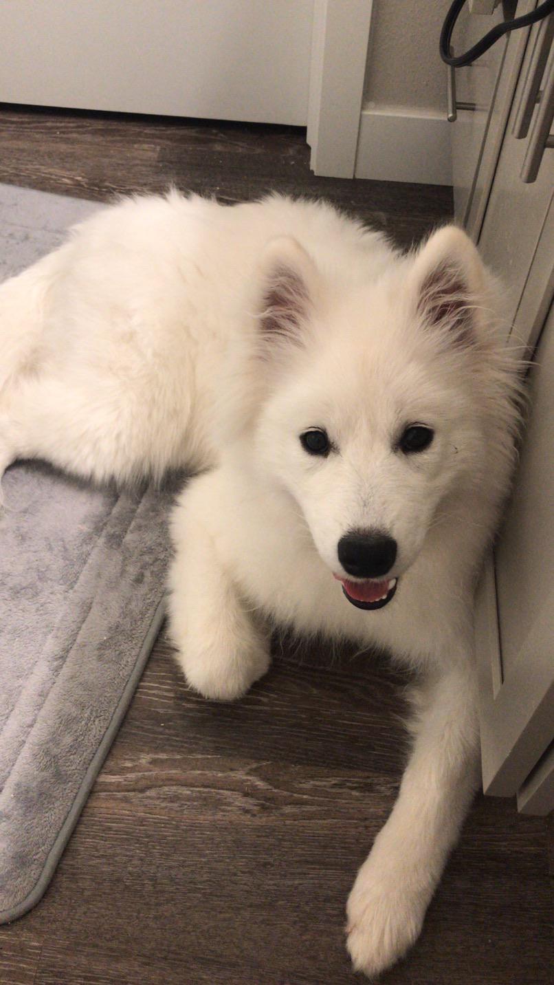 My puppy has hollows/eyebags(?). Why is this and should I be concerned