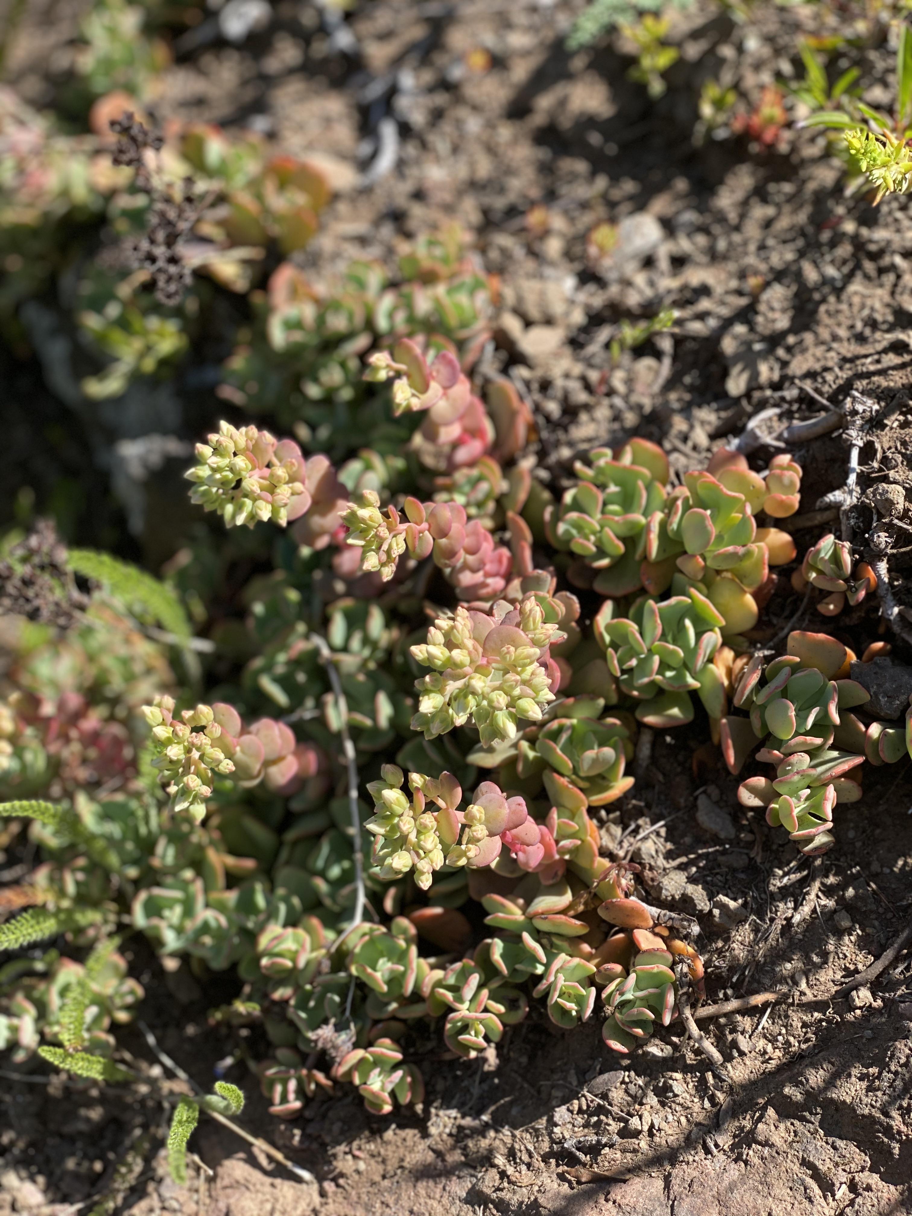 Wild succulents on the Iron Mountain Trail in Oregon r/succulents