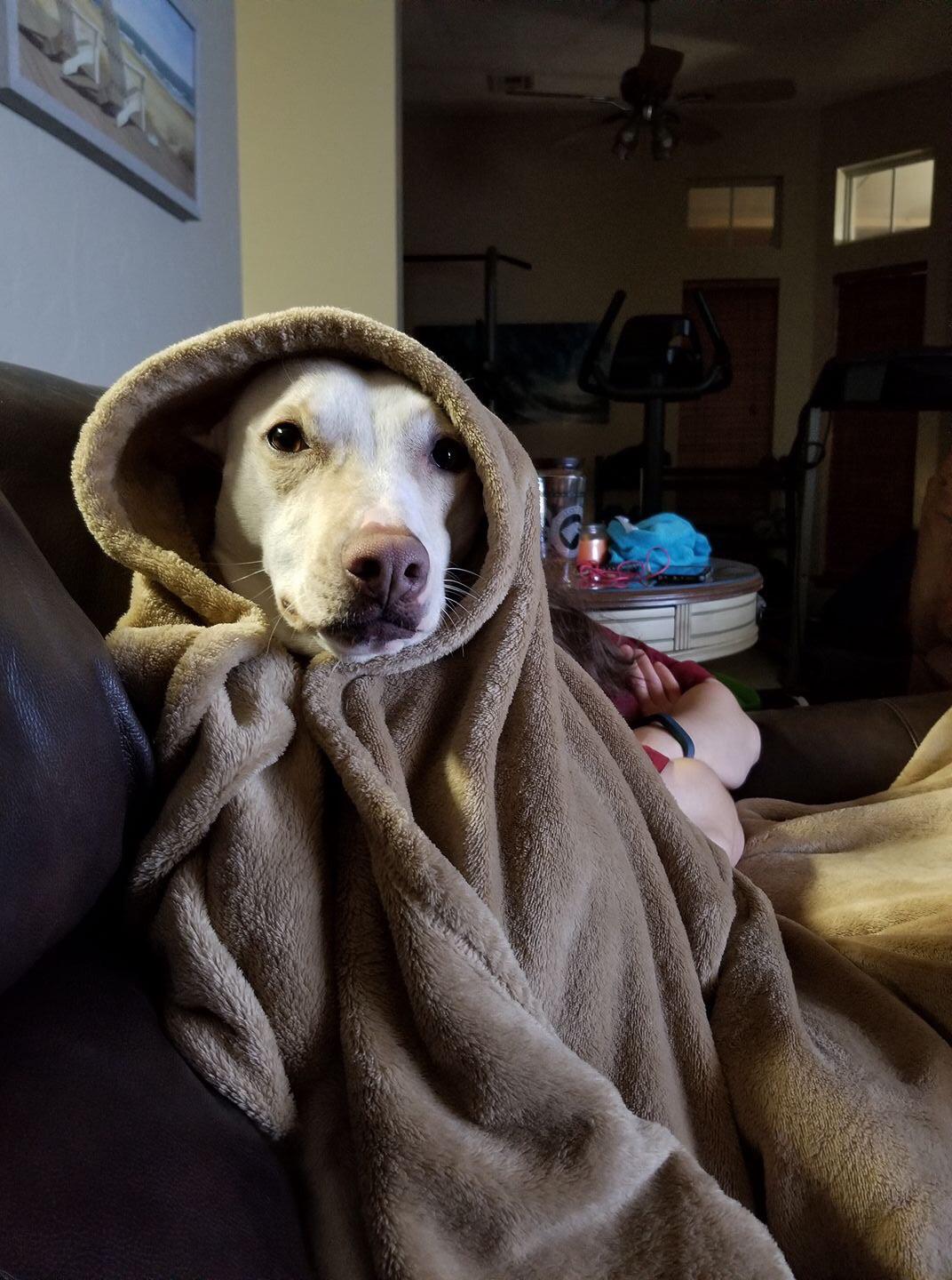 She loves her blankets! r/lookatmydog