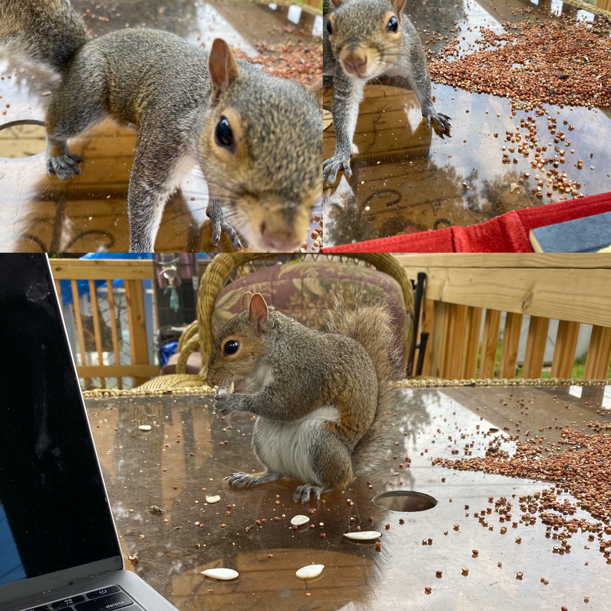 Squirrel office assistant helping me work from home r/squirrels