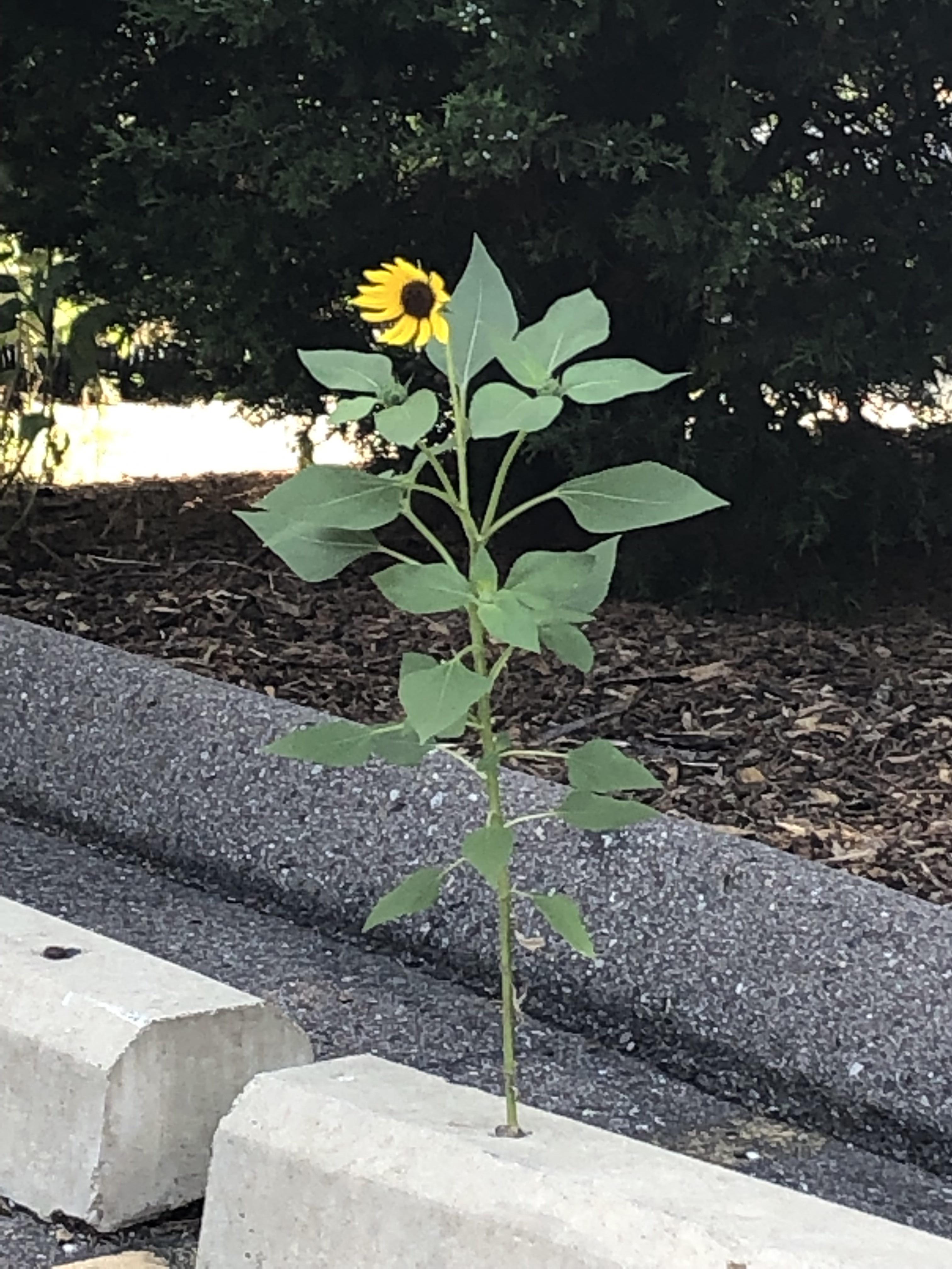 Sunflower growing straight out of a parking lot curb. r/mildlyinteresting