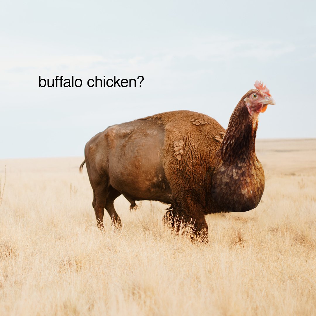 Buffalo Chicken (from an ad I seen) r/HybridAnimals