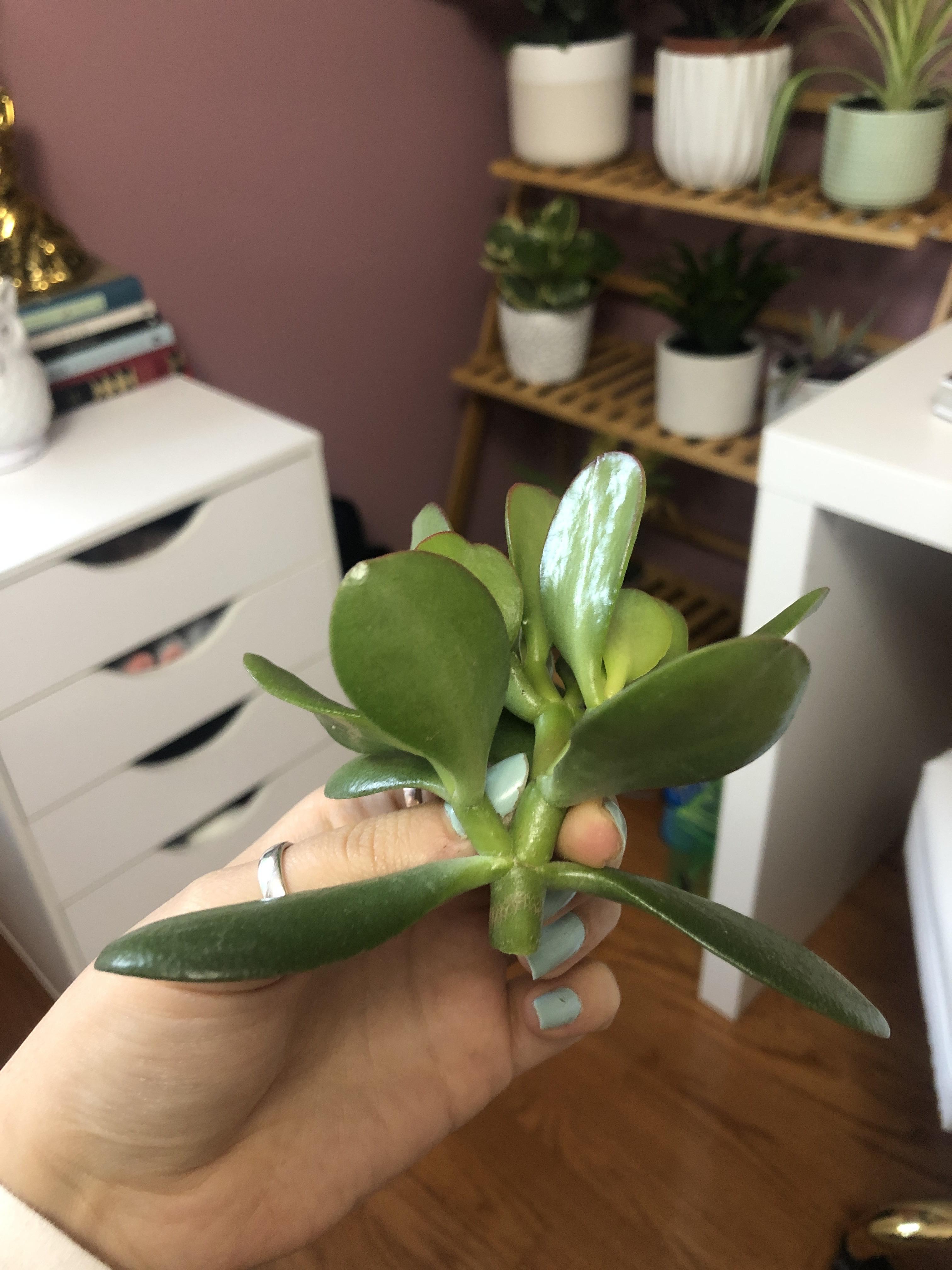 propagation tips? Can I stick this entire stem in some soil or water