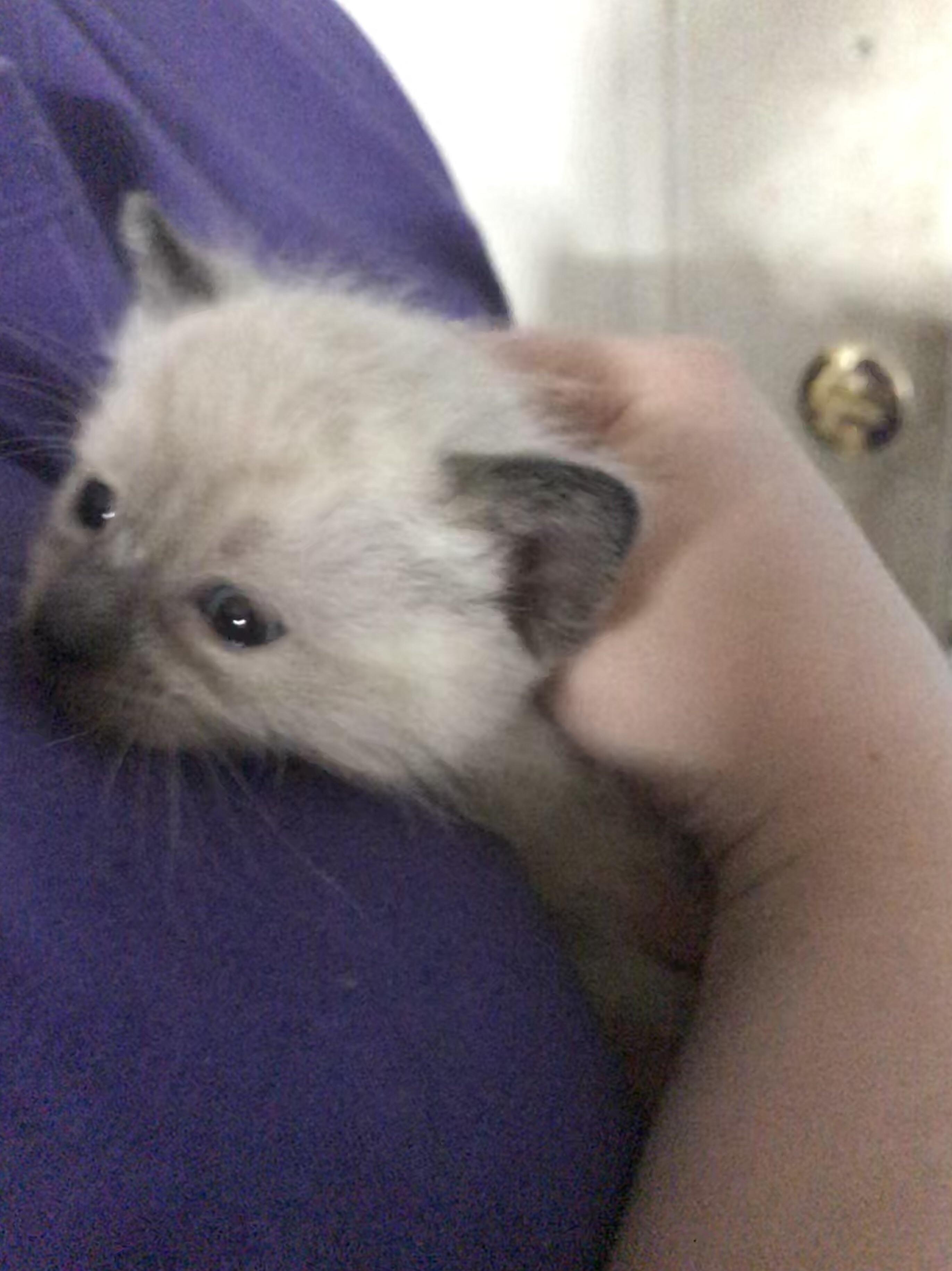 My cat just had kittens r/aww