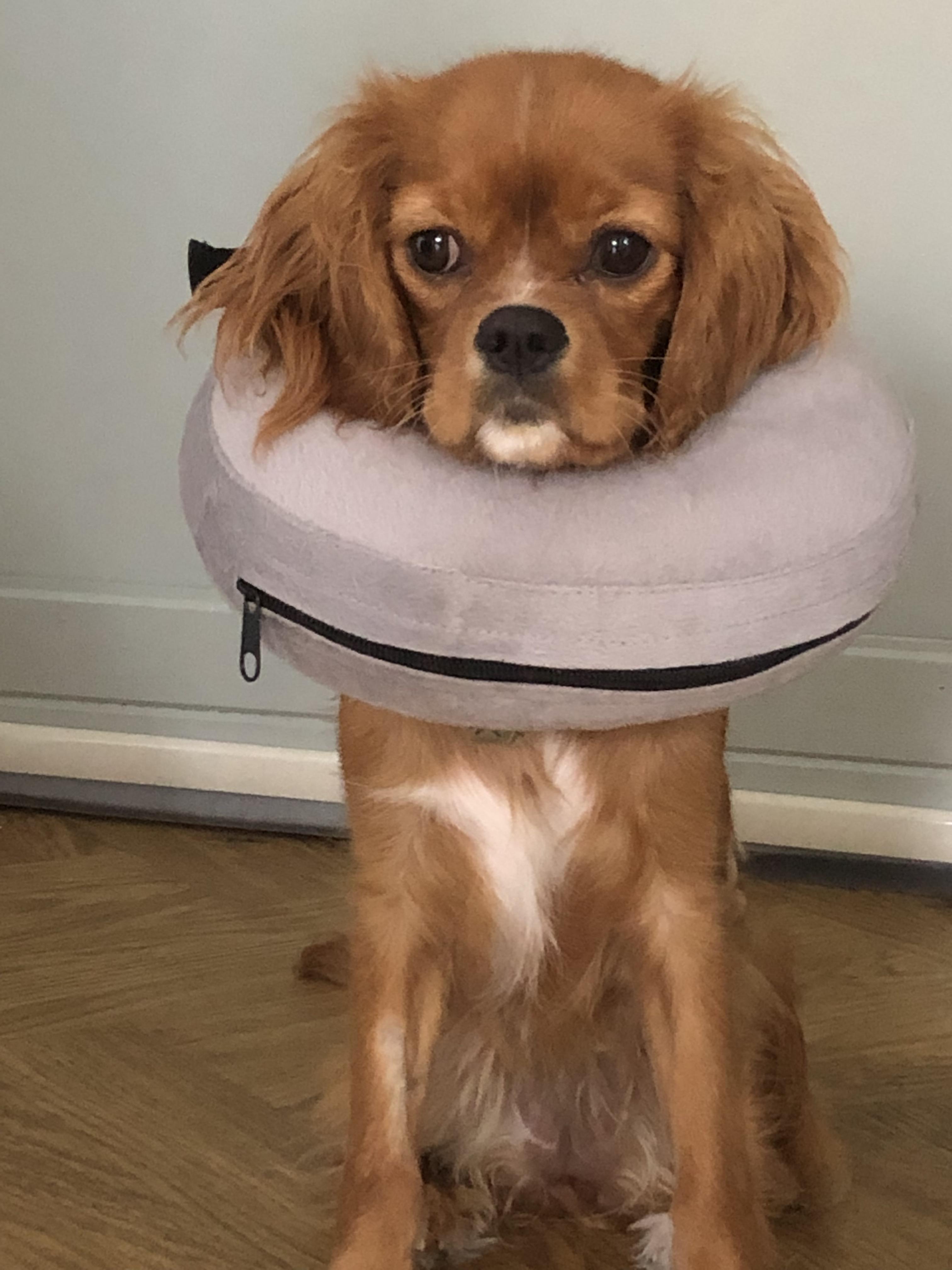 She ate her bandage and try to lick her surgery scare, I had to give