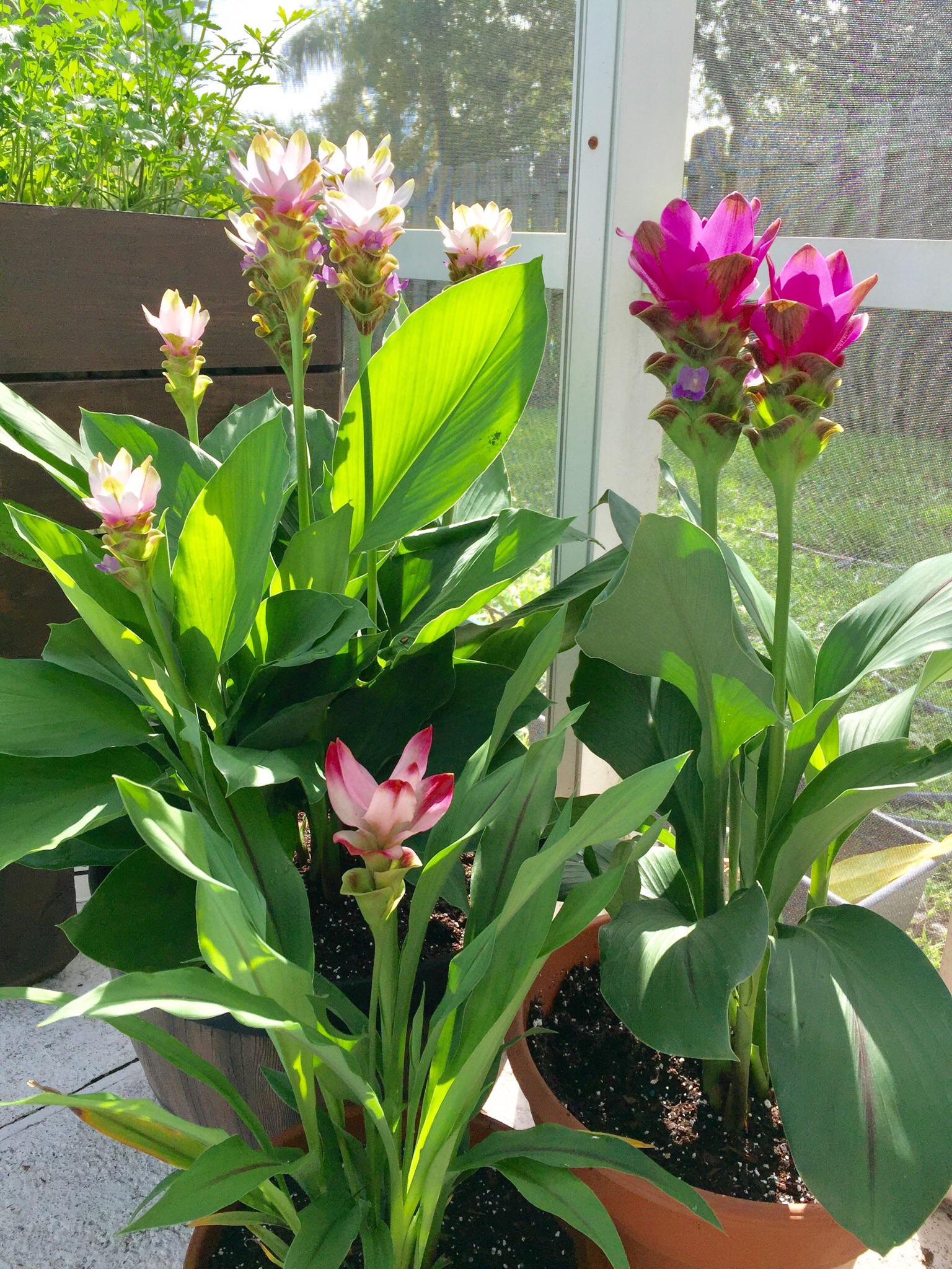 First post! (Finally feeling brave enough to share) Fell in love with Siam Tulips and now have 3