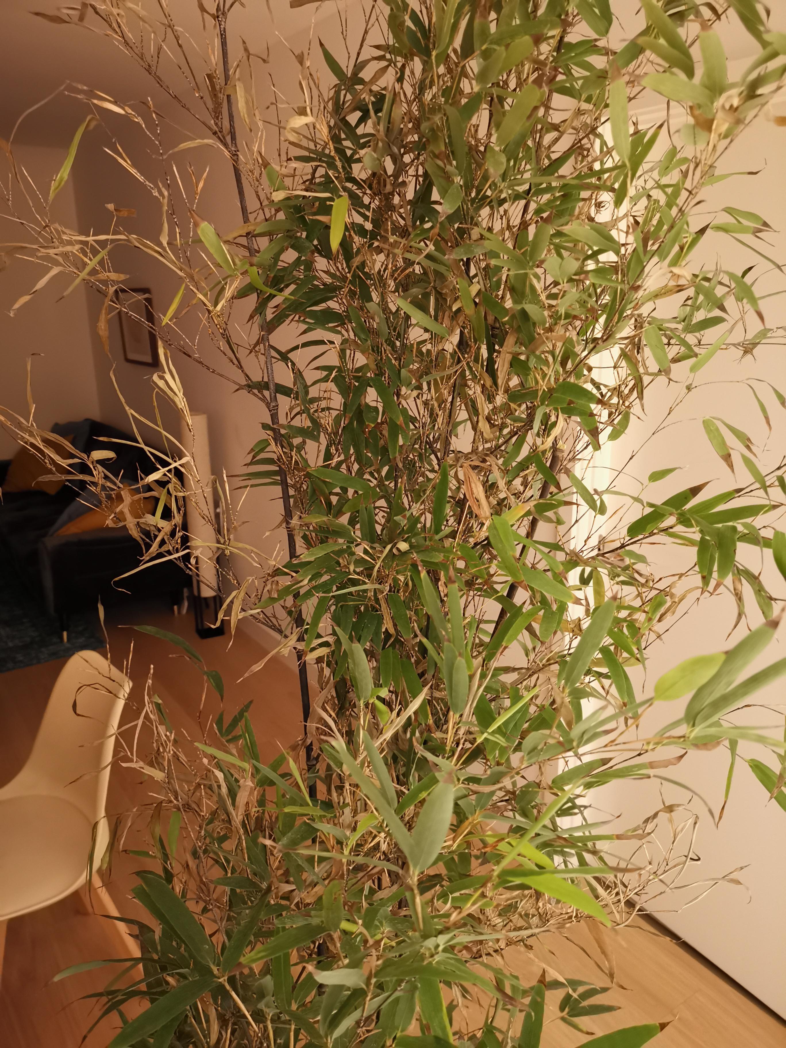 Lucky Bamboo: Indoor Plant Care &amp; Growing Guide