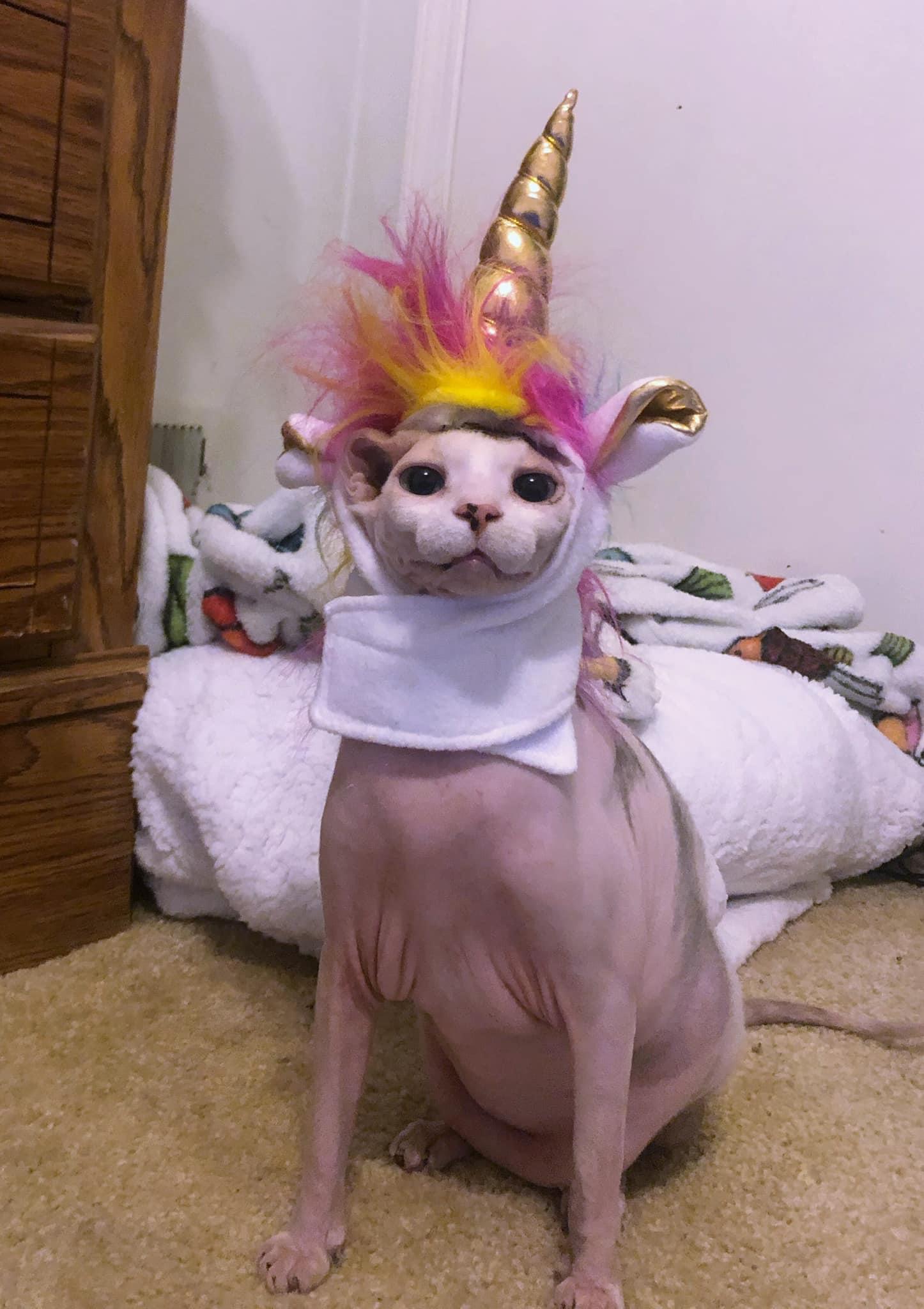In case you needed motivation from a majestic naked unicorn today… : r