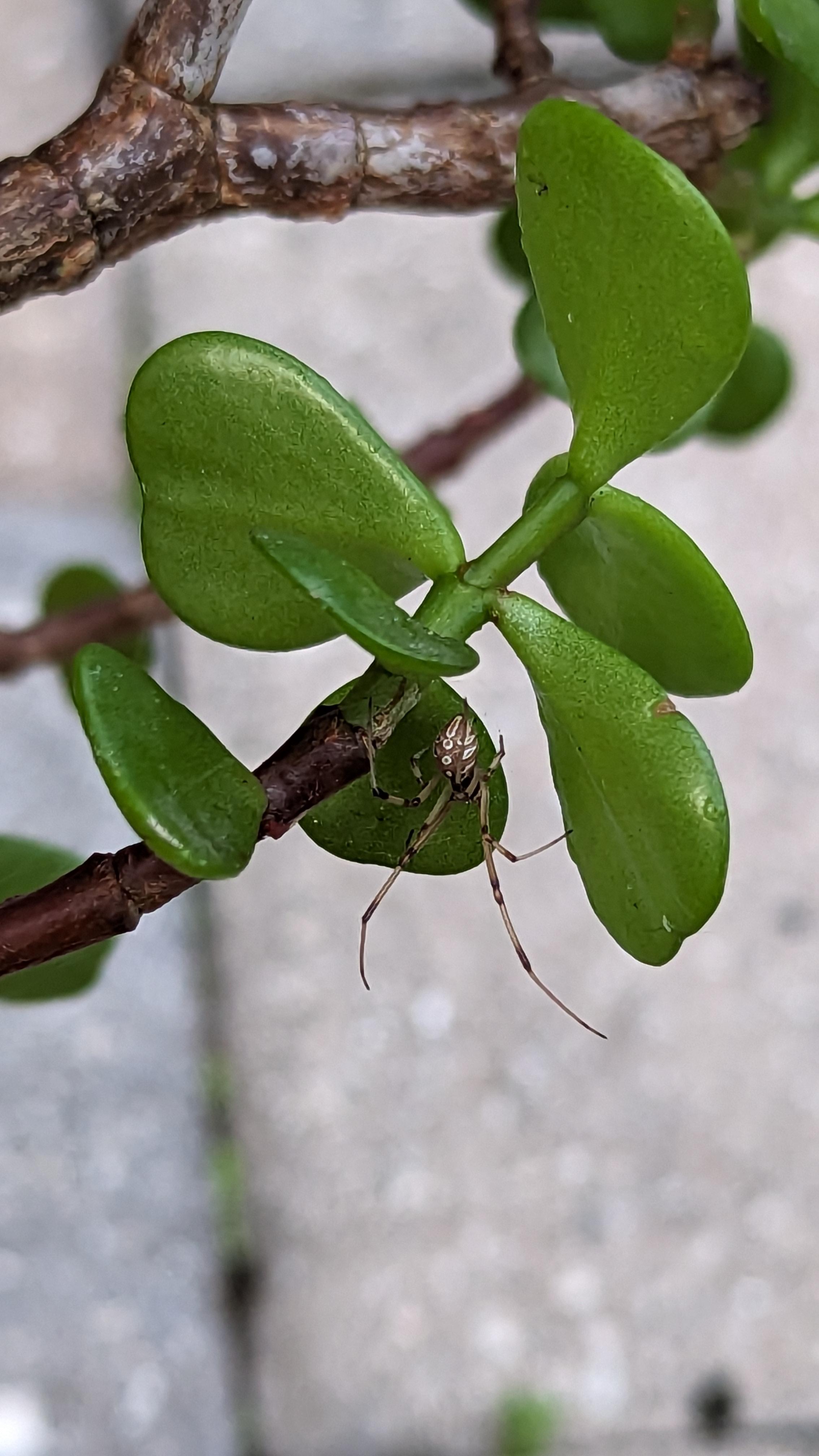 Found this guy on my jade plant. Curious if someone could identify what